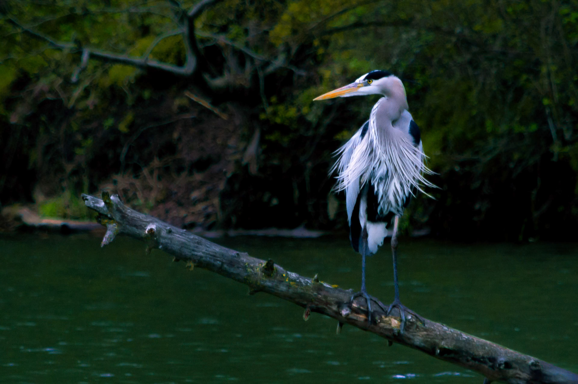 Great Blue Heron, Lake Fernan Idaho