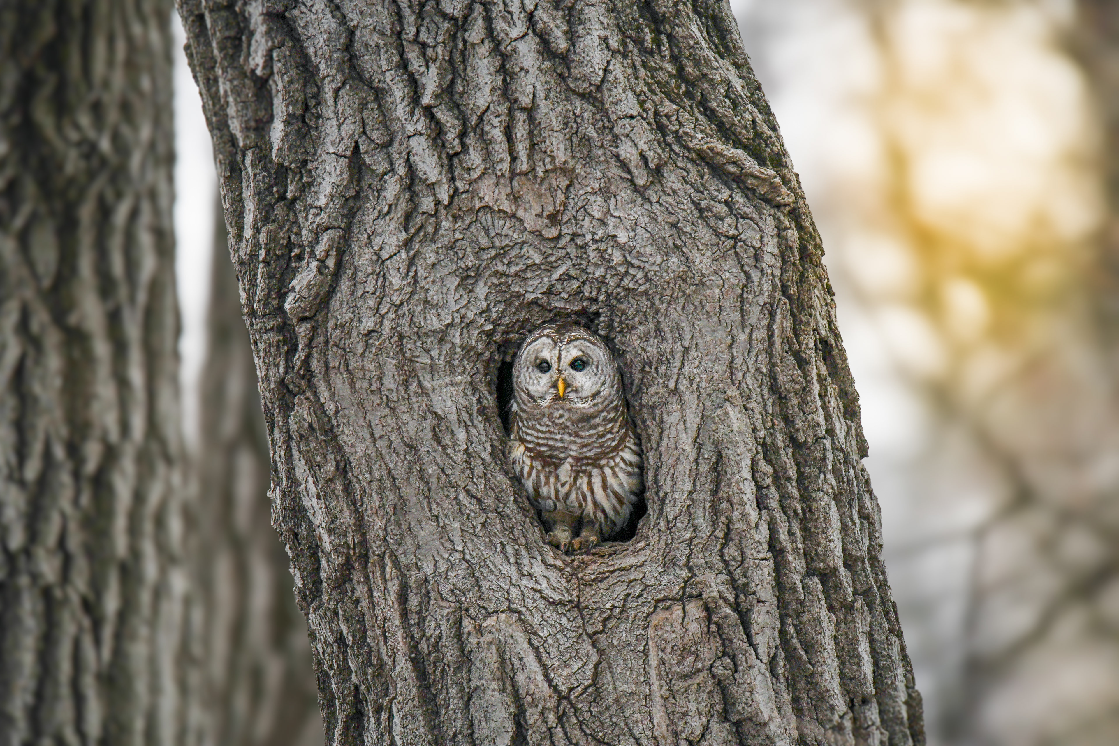 Barred 1