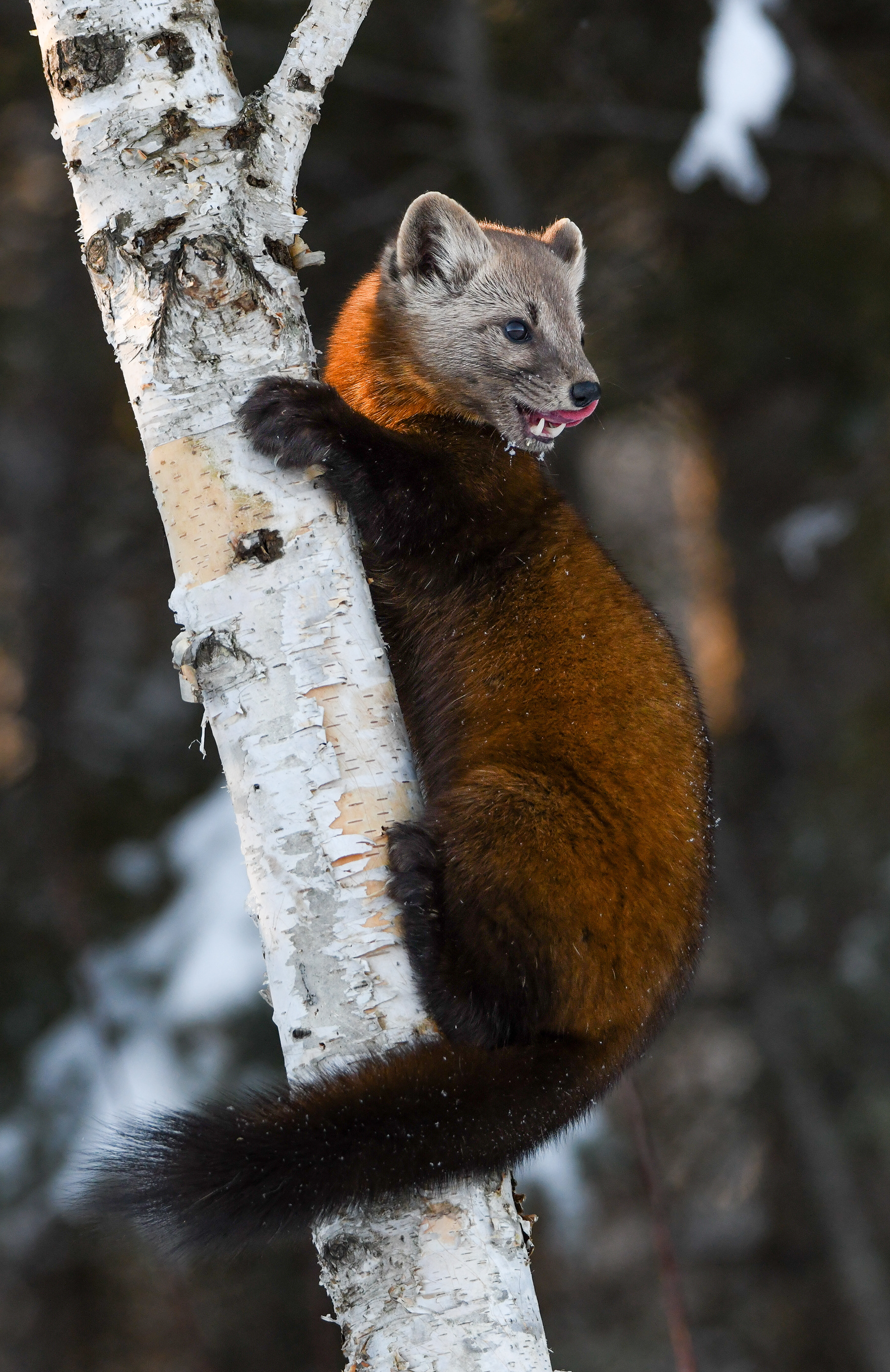 Pine Marten 17