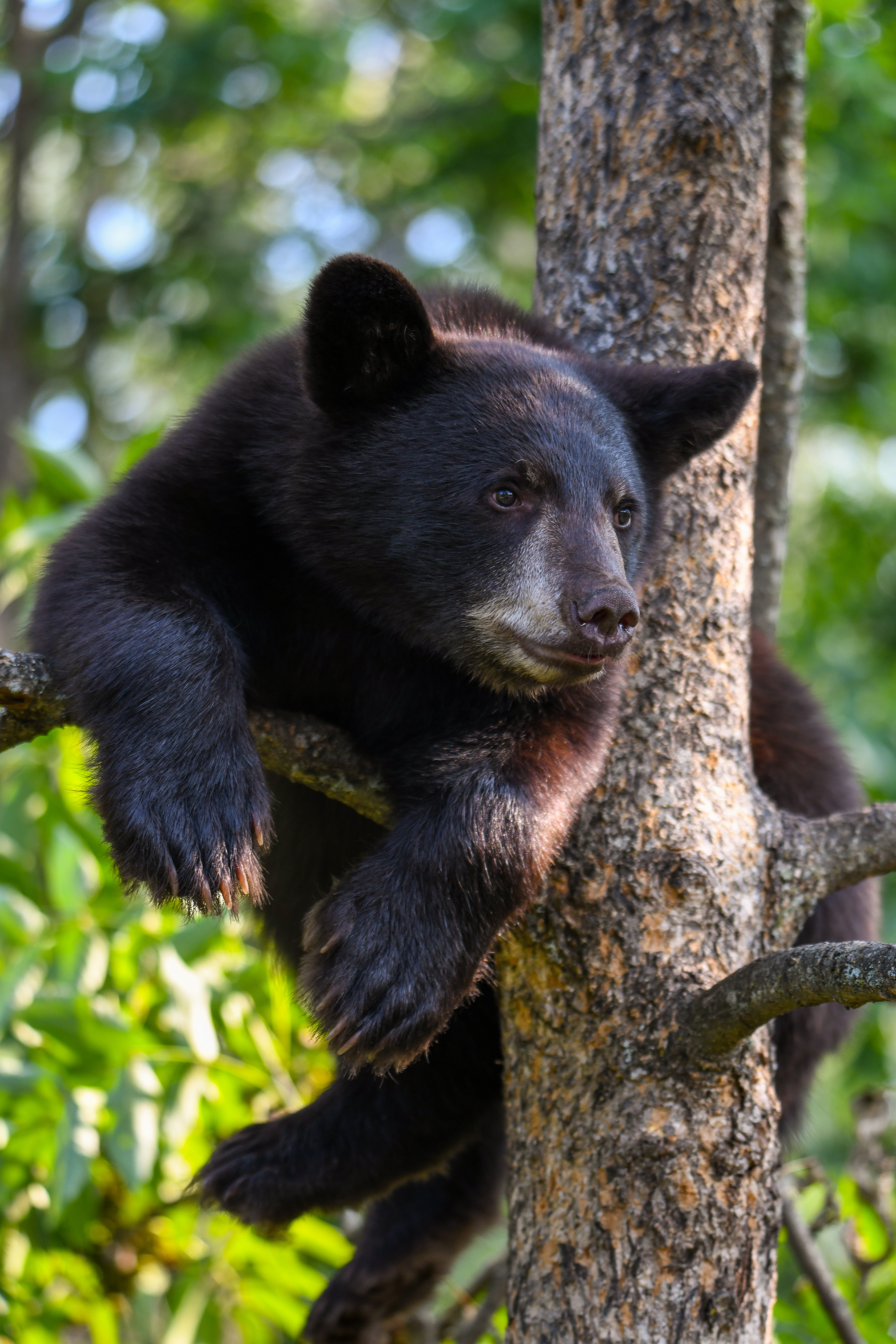 Cub 18