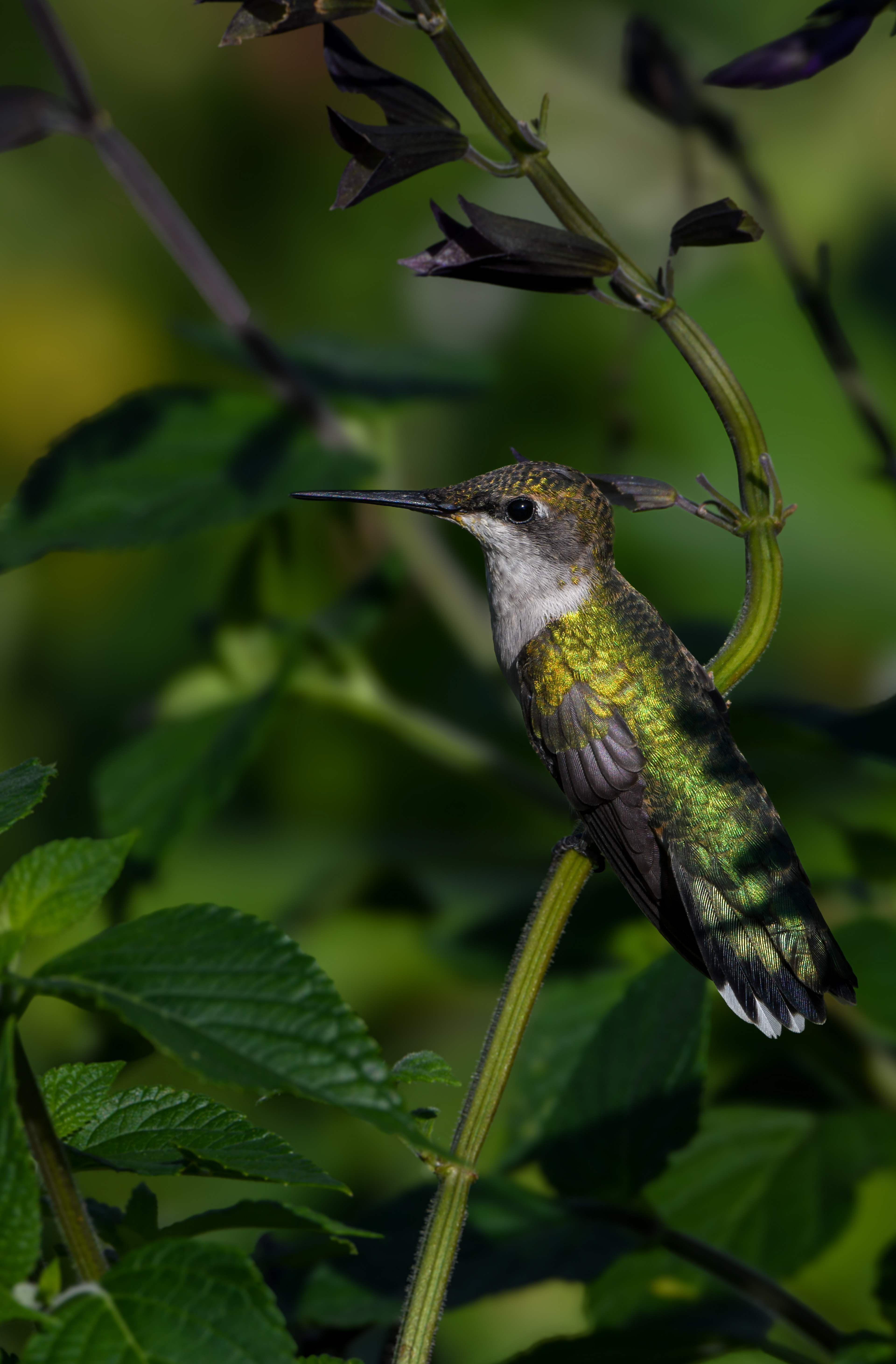 Hummingbird 18