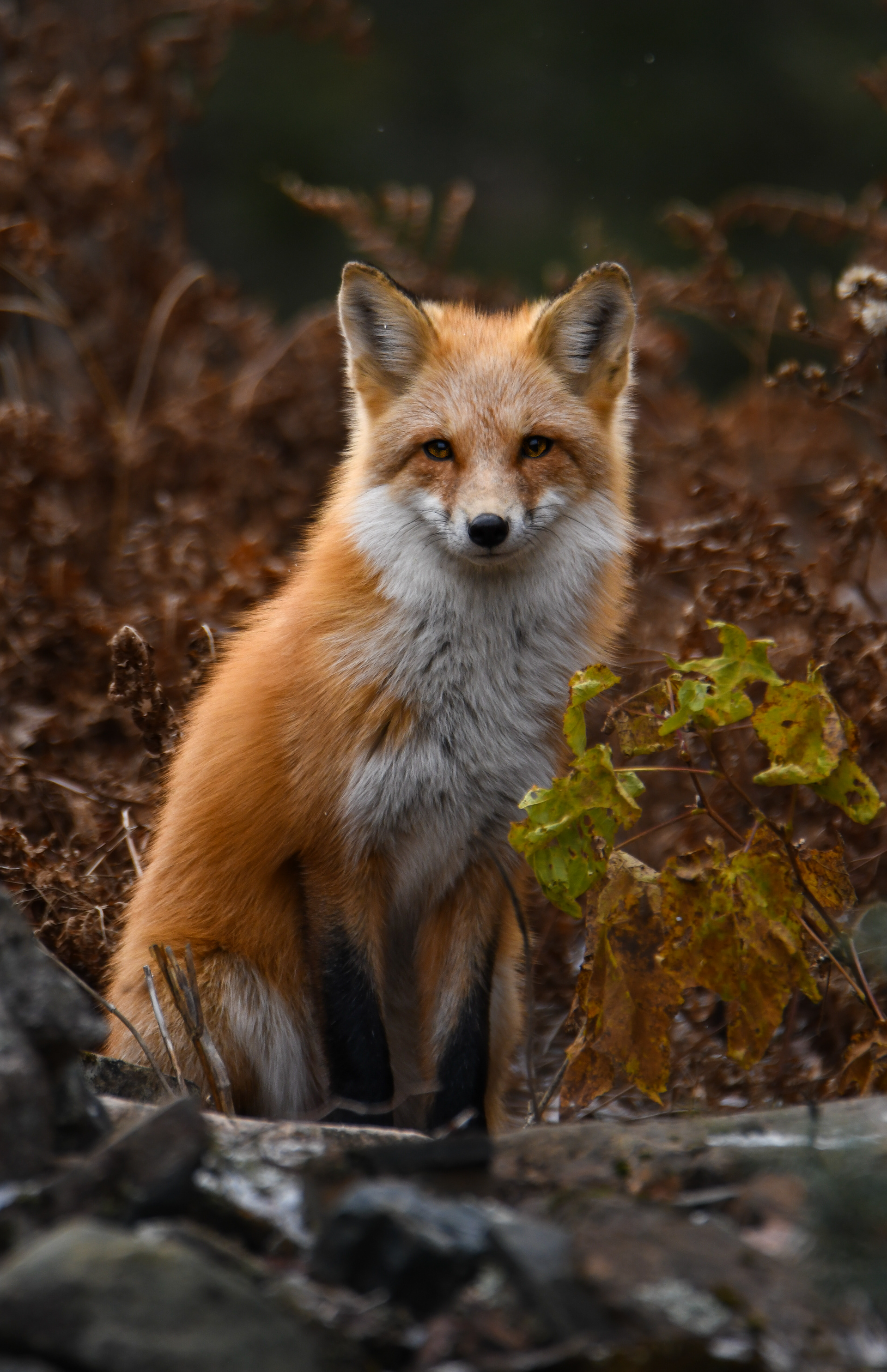 Fox 1
