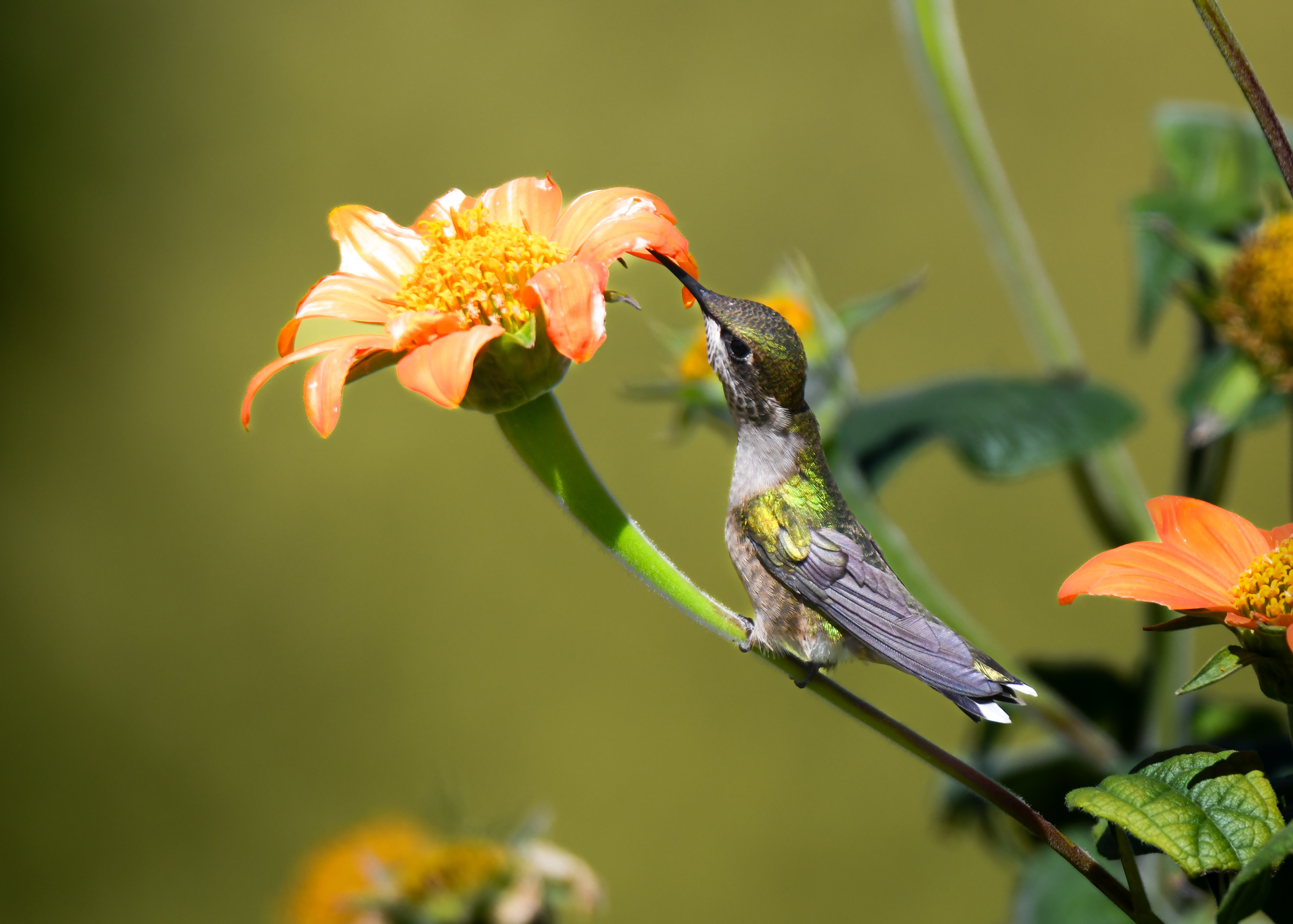 Hummingbird 3