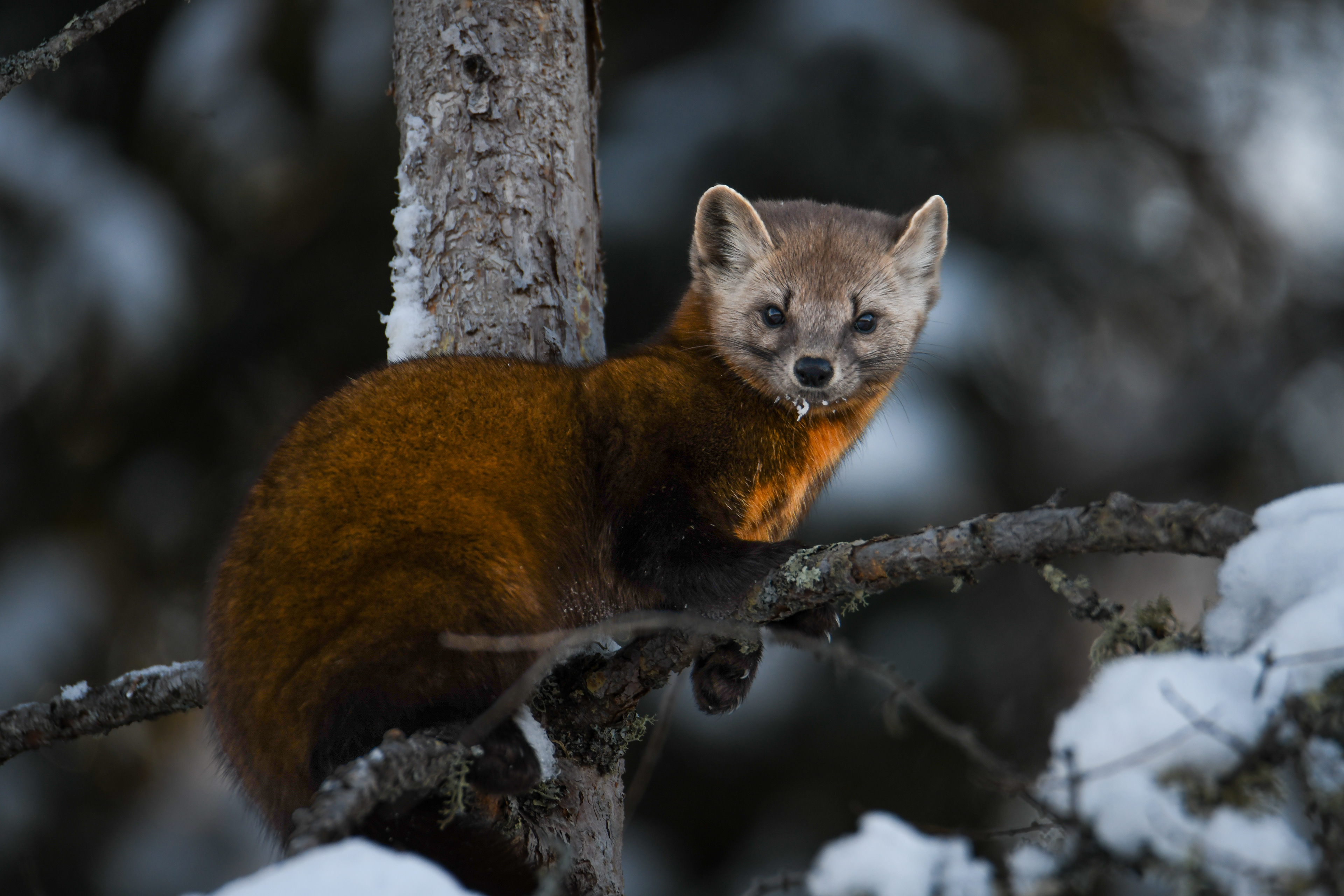 Pine Marten 20