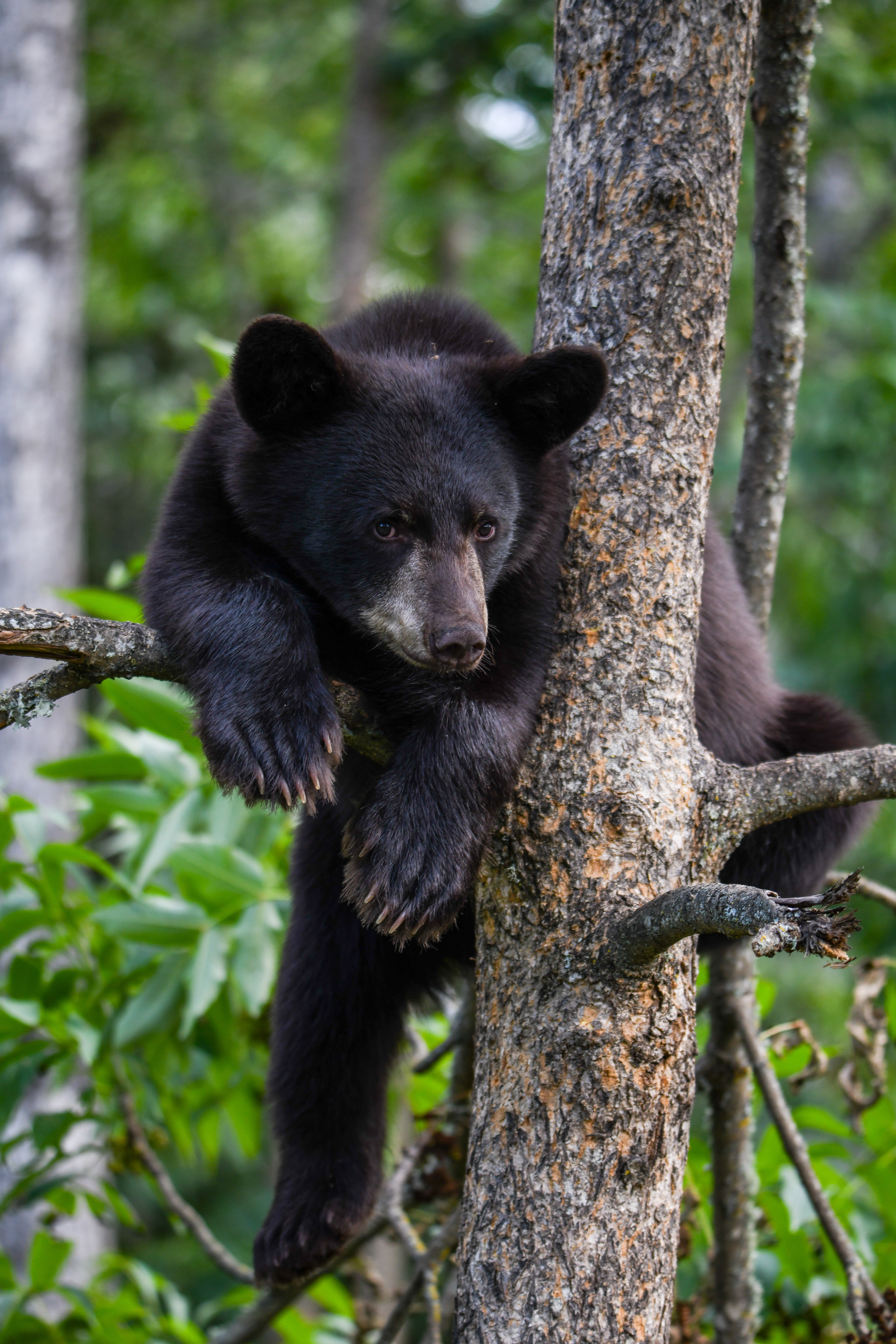 Cub 6