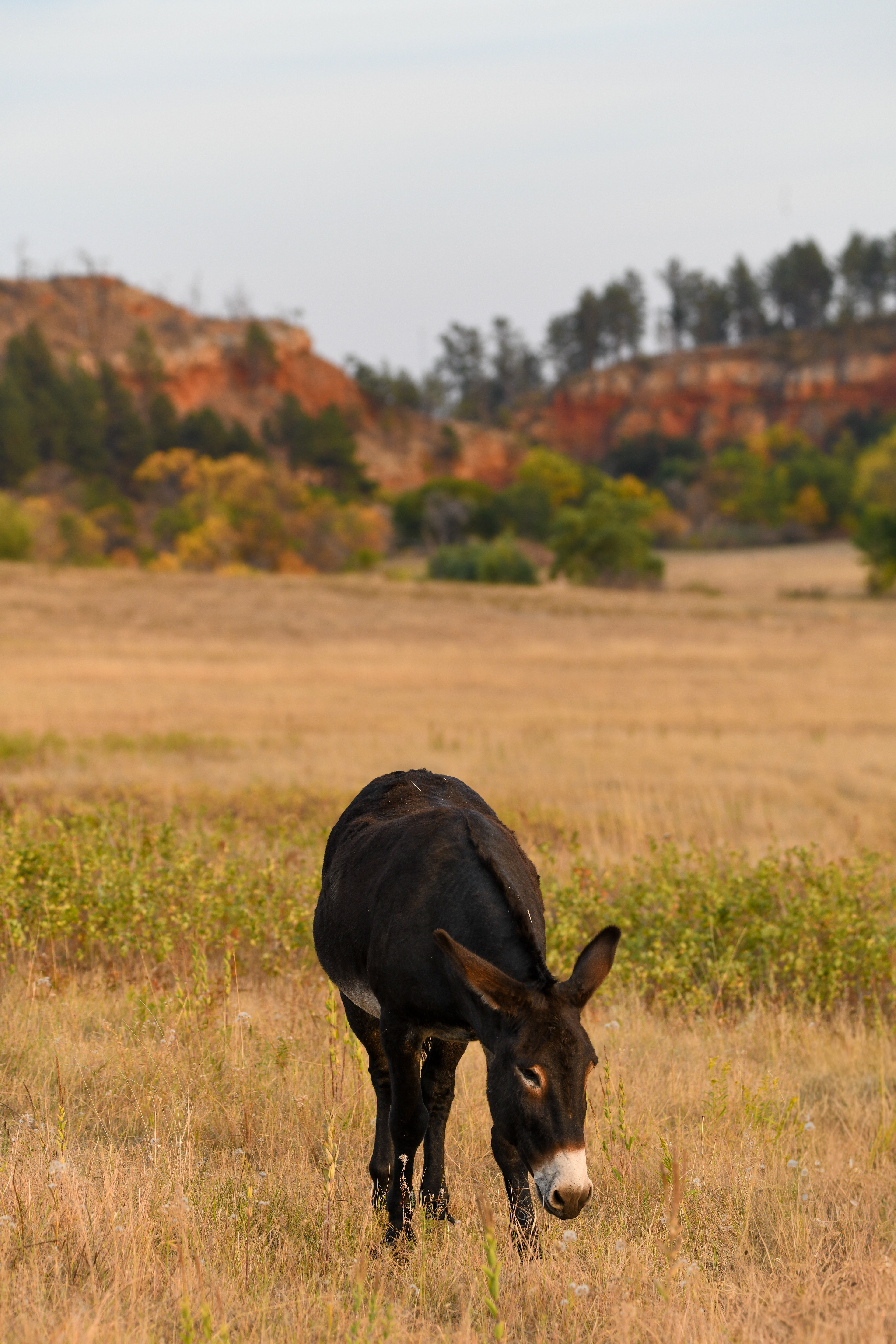 Burro 11
