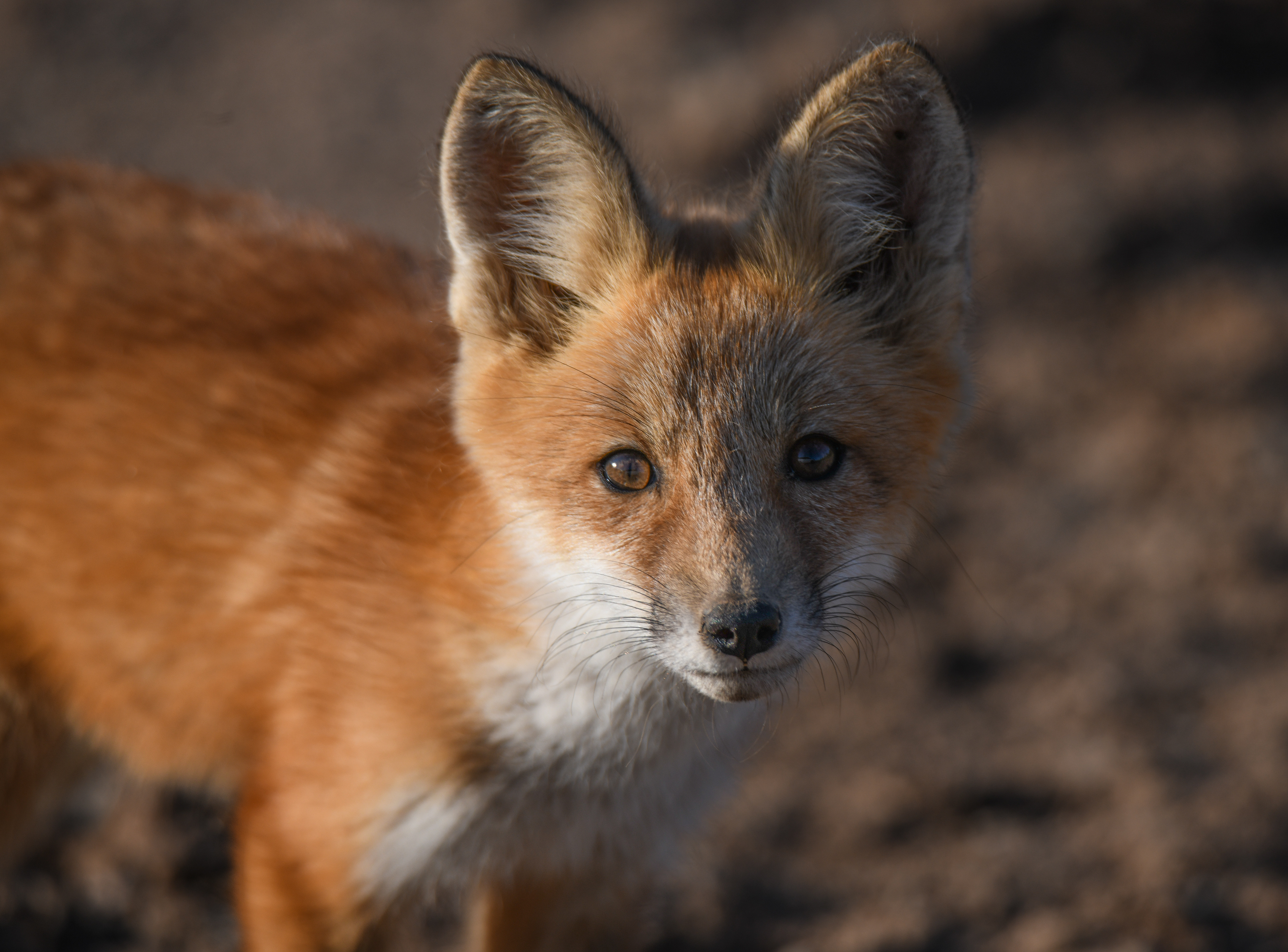 Fox kit 2