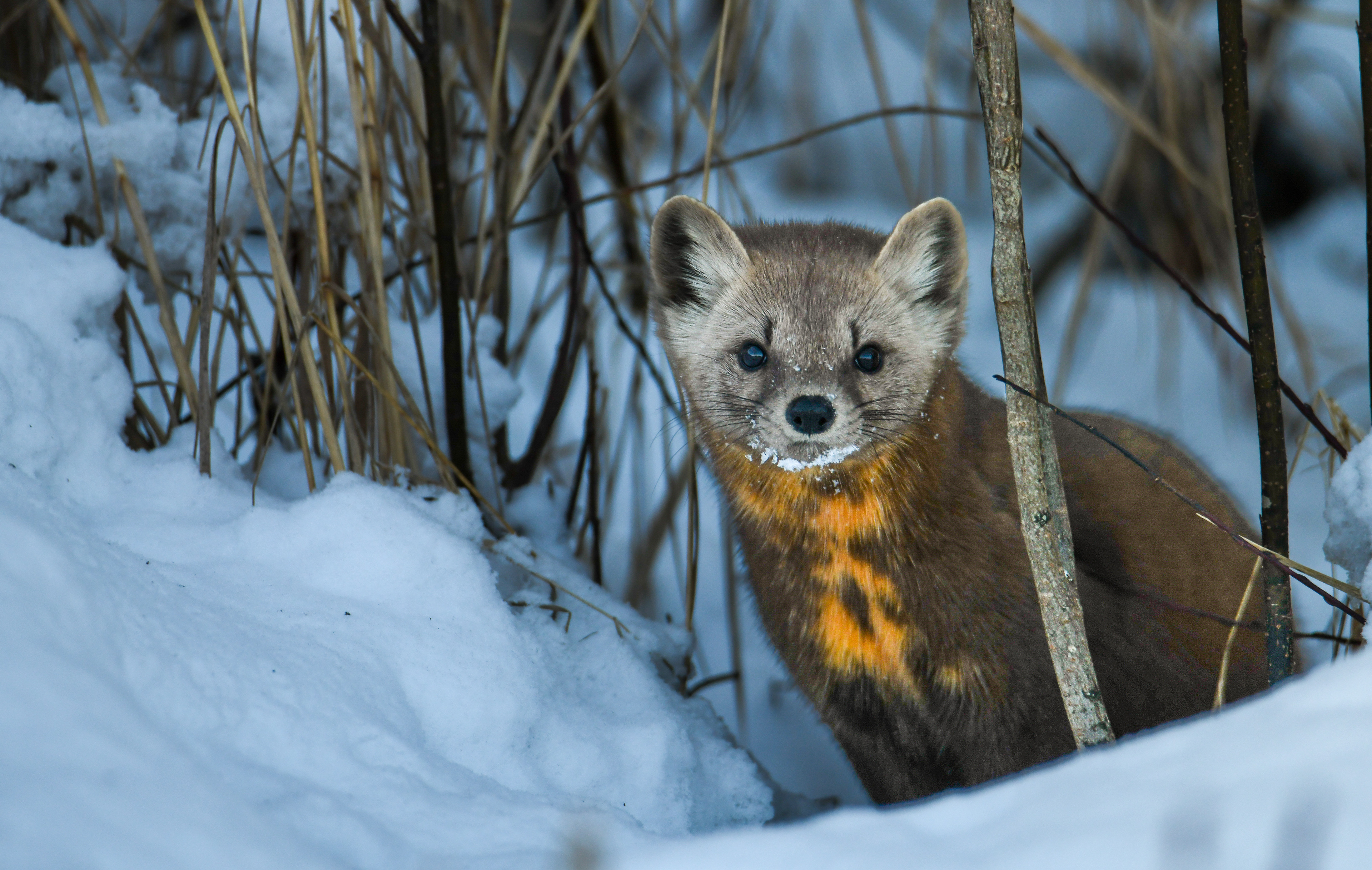 Pine Marten 22