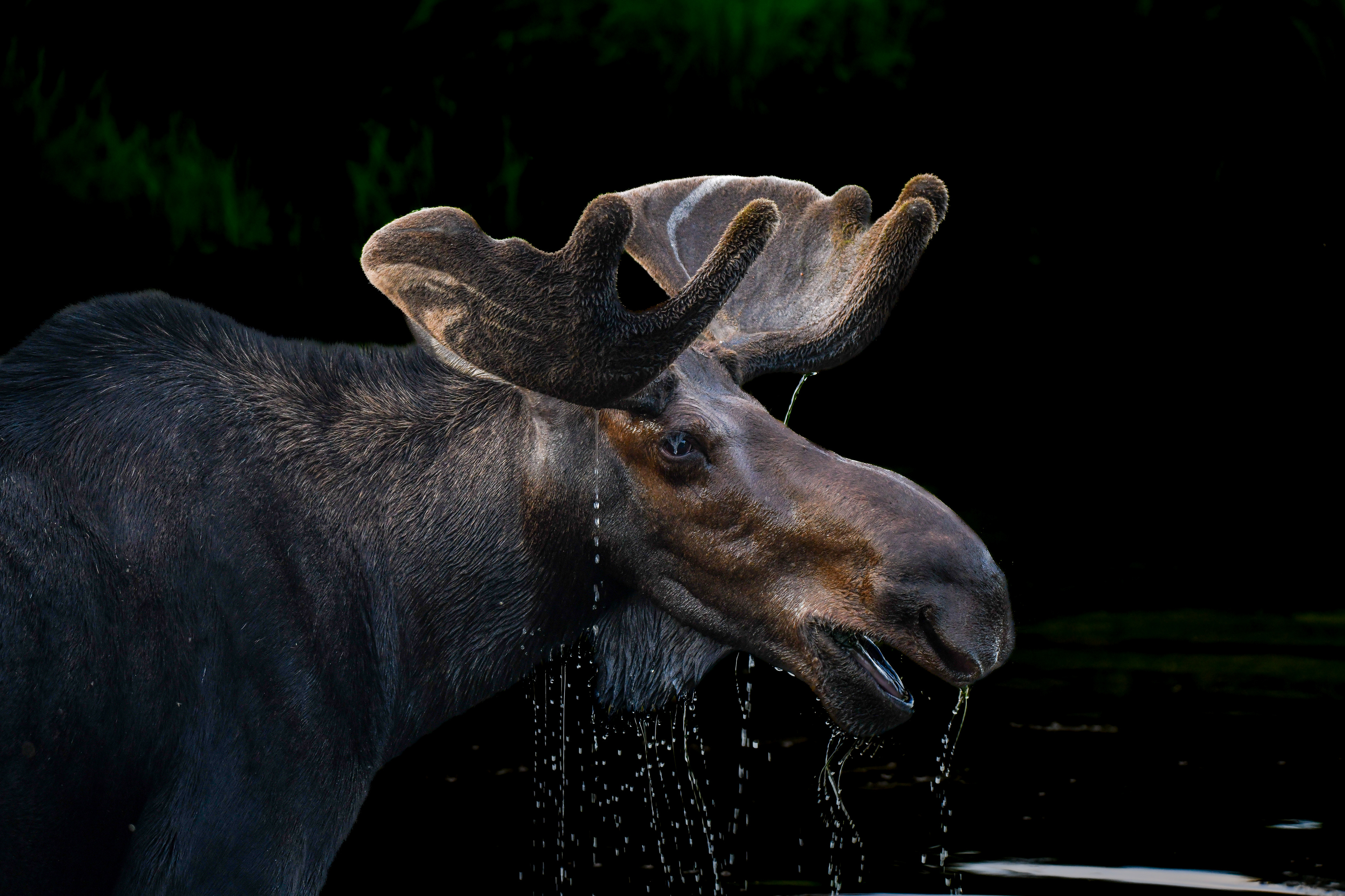 Moose 2