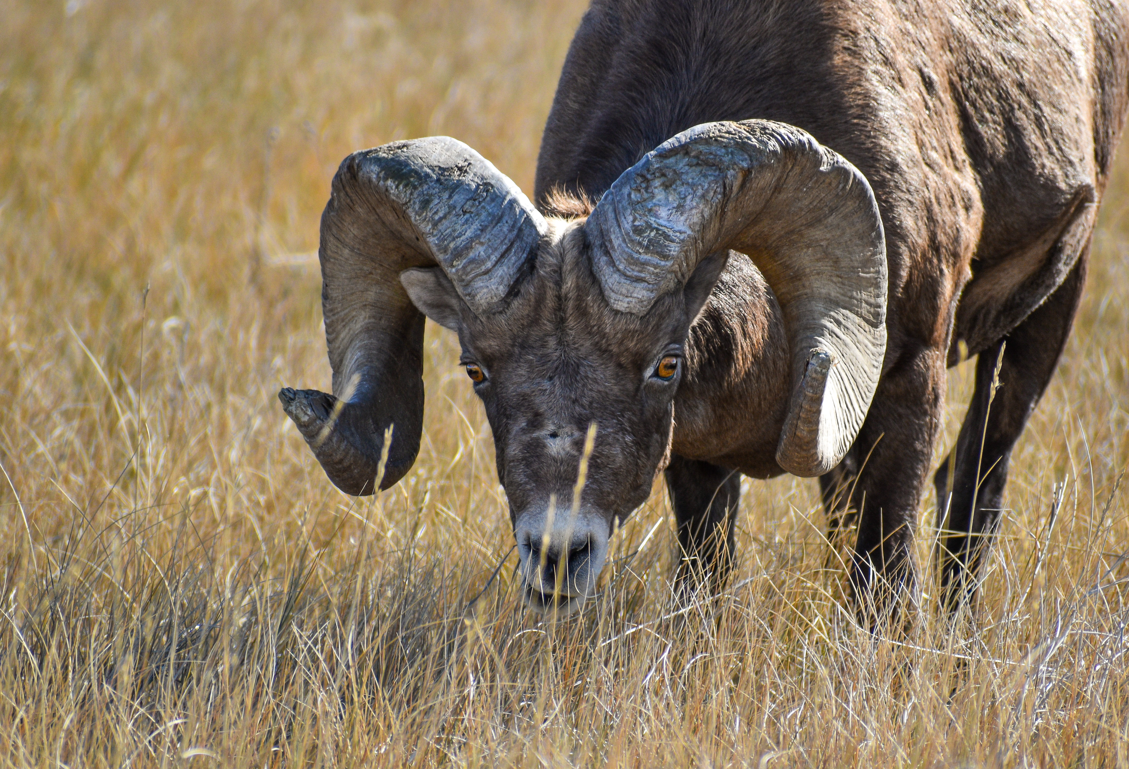 Big horn ram