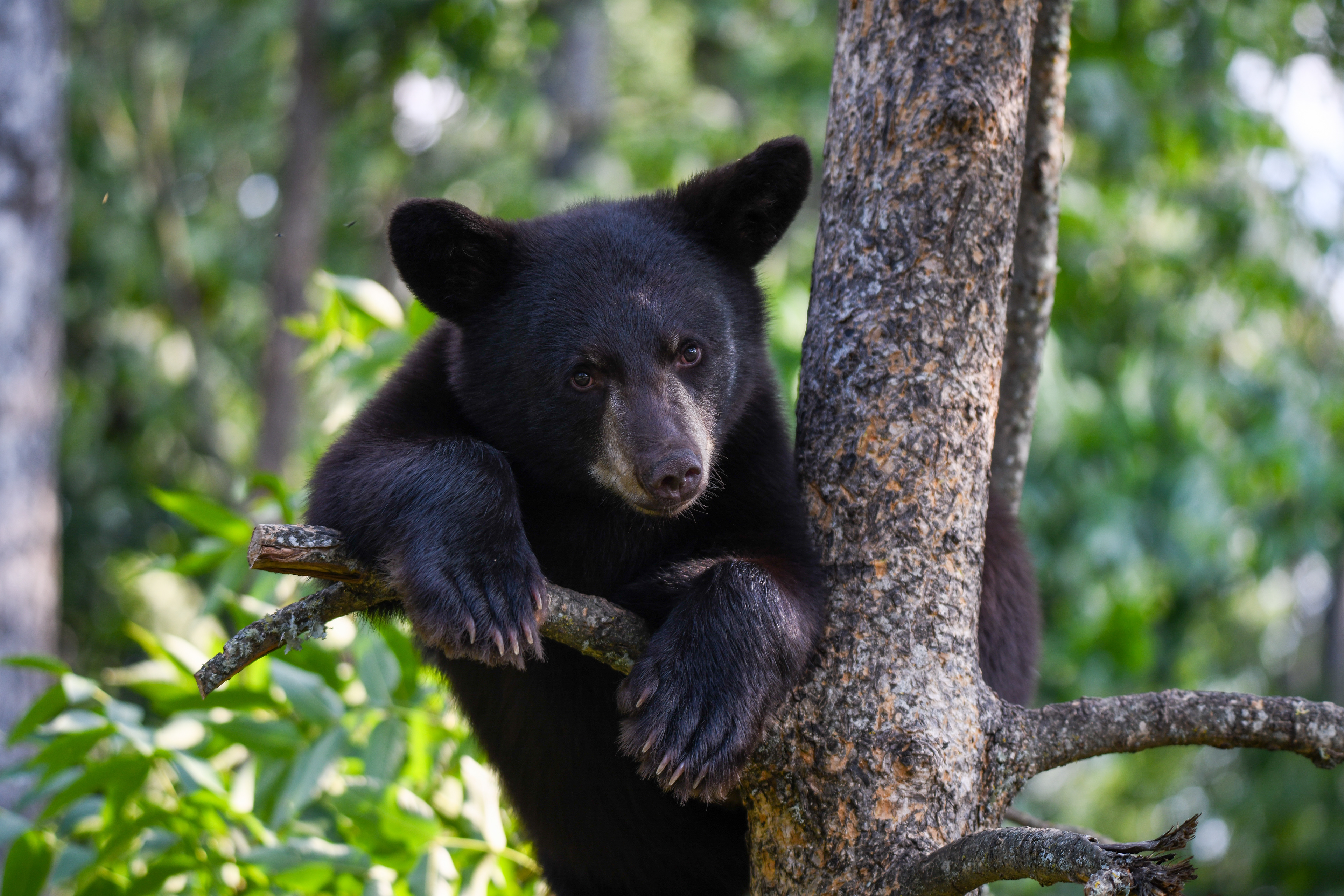 Cub 7