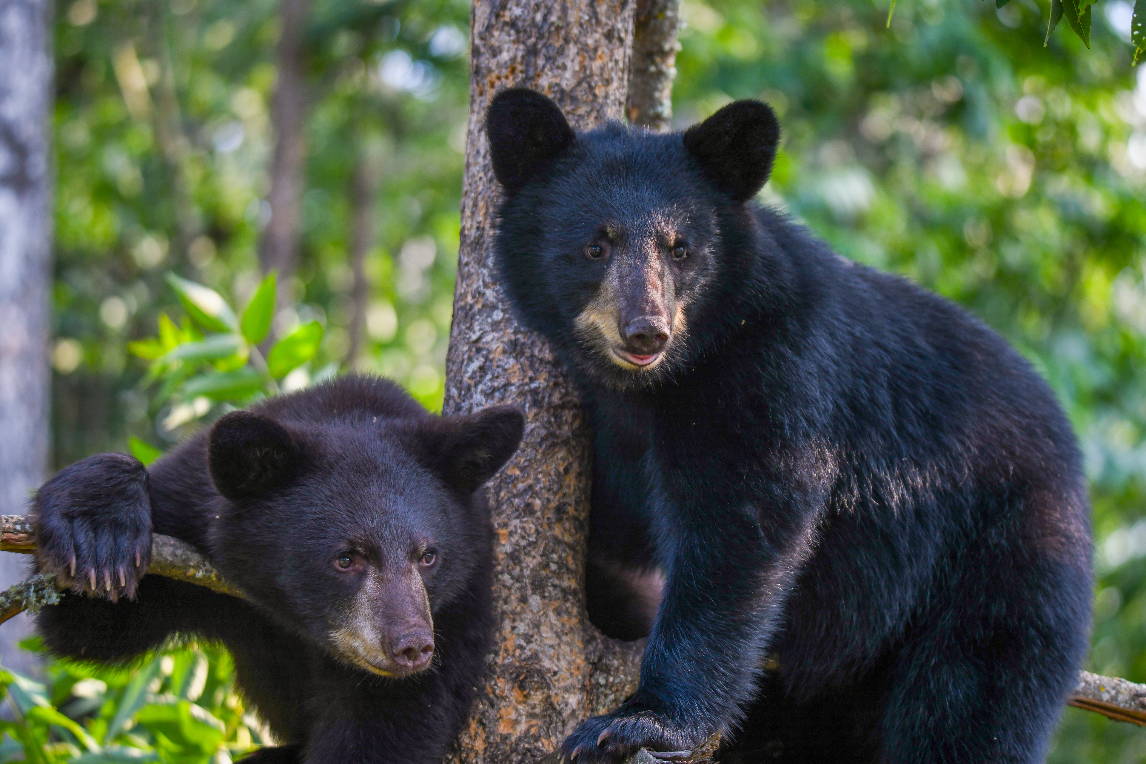 Cub 9