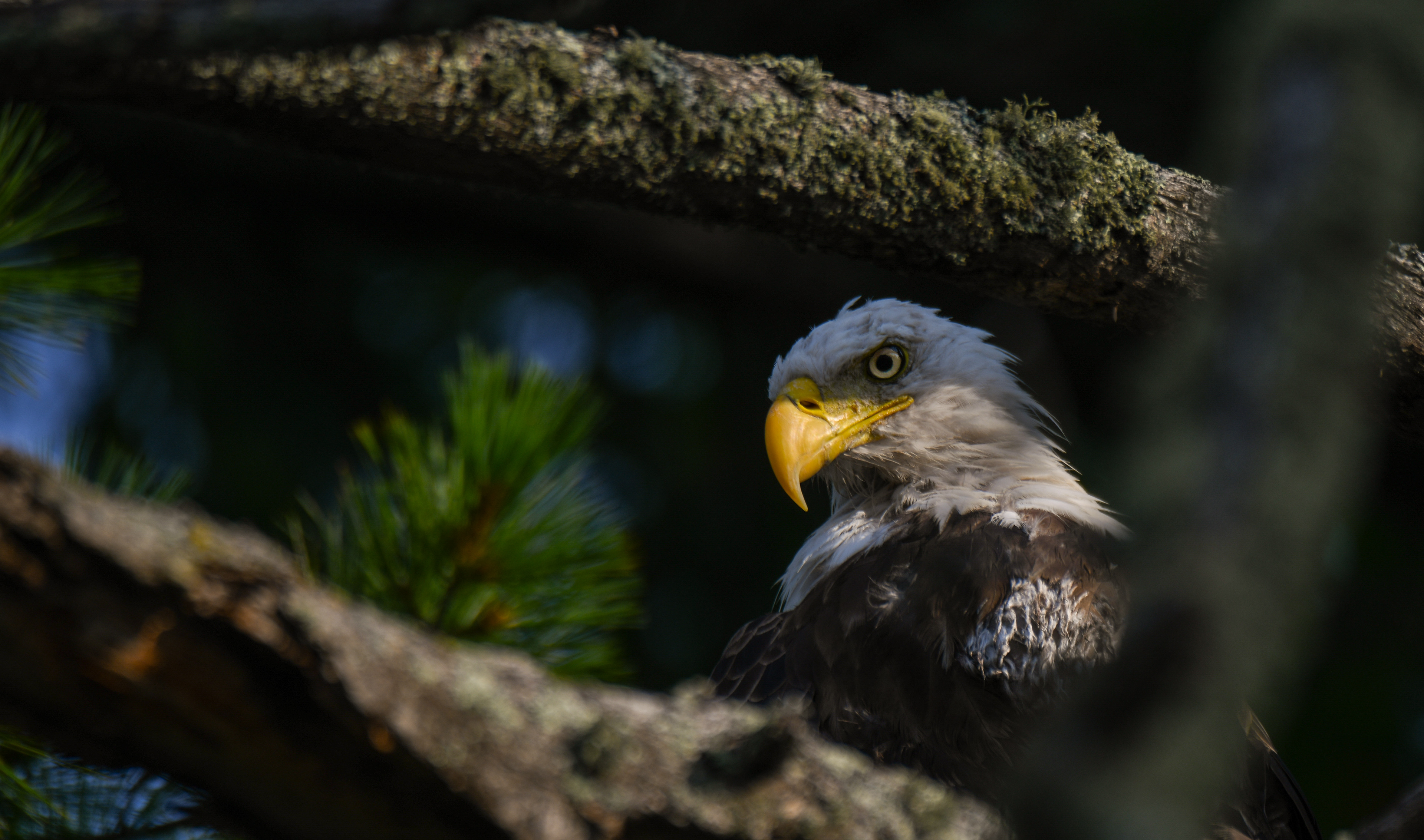 Eagle 2