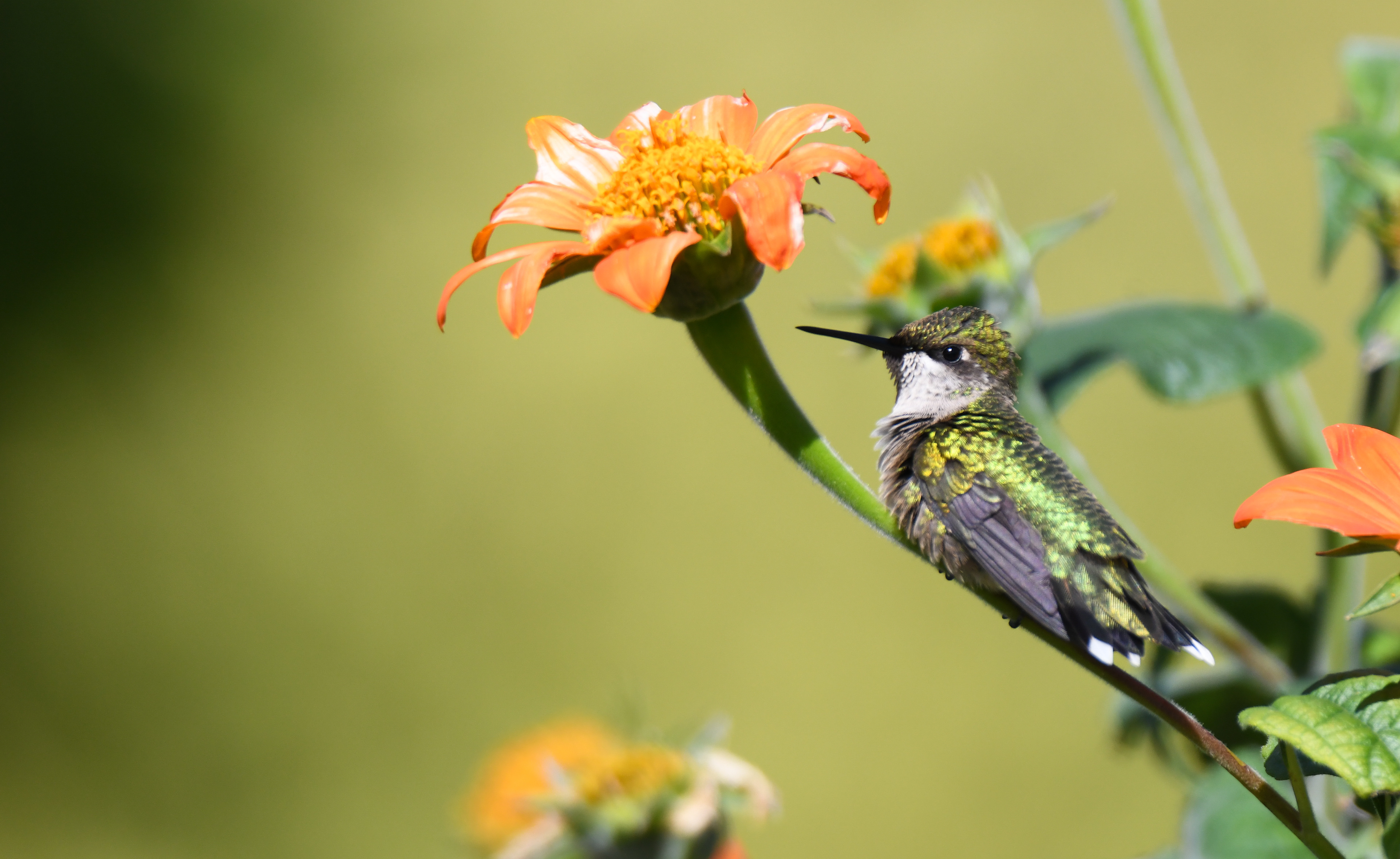Hummingbird 4