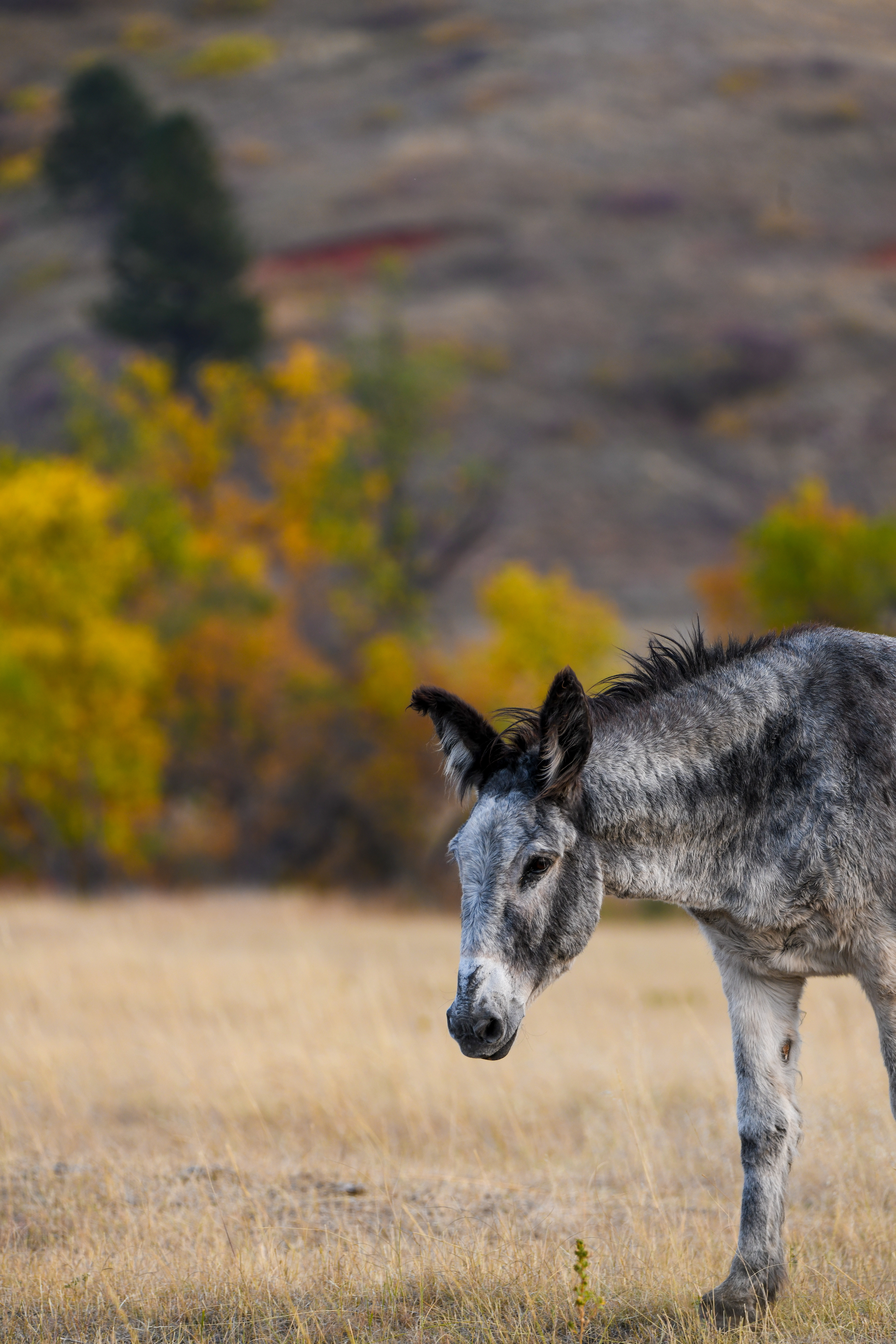 Burro 2