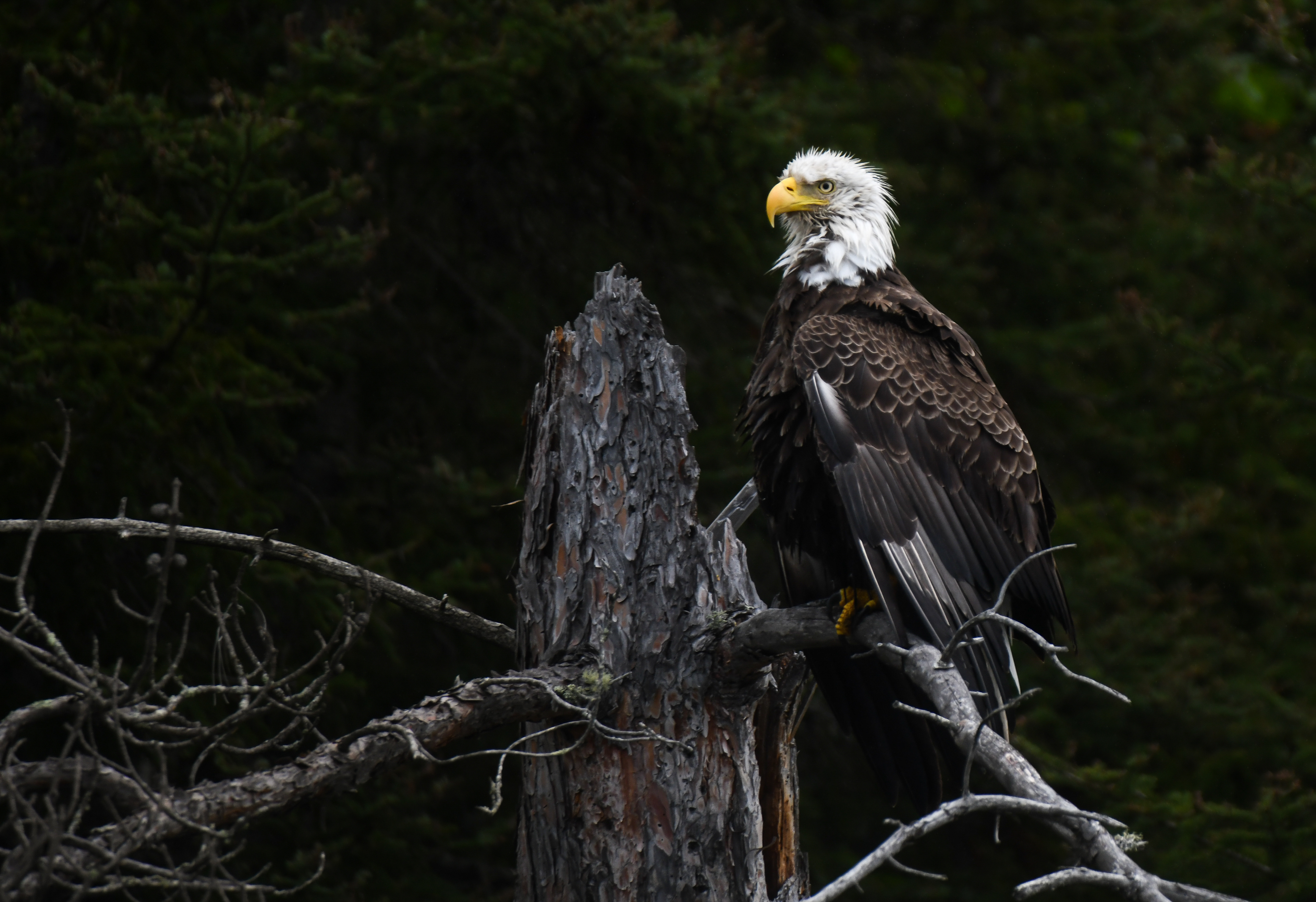 Eagle 1
