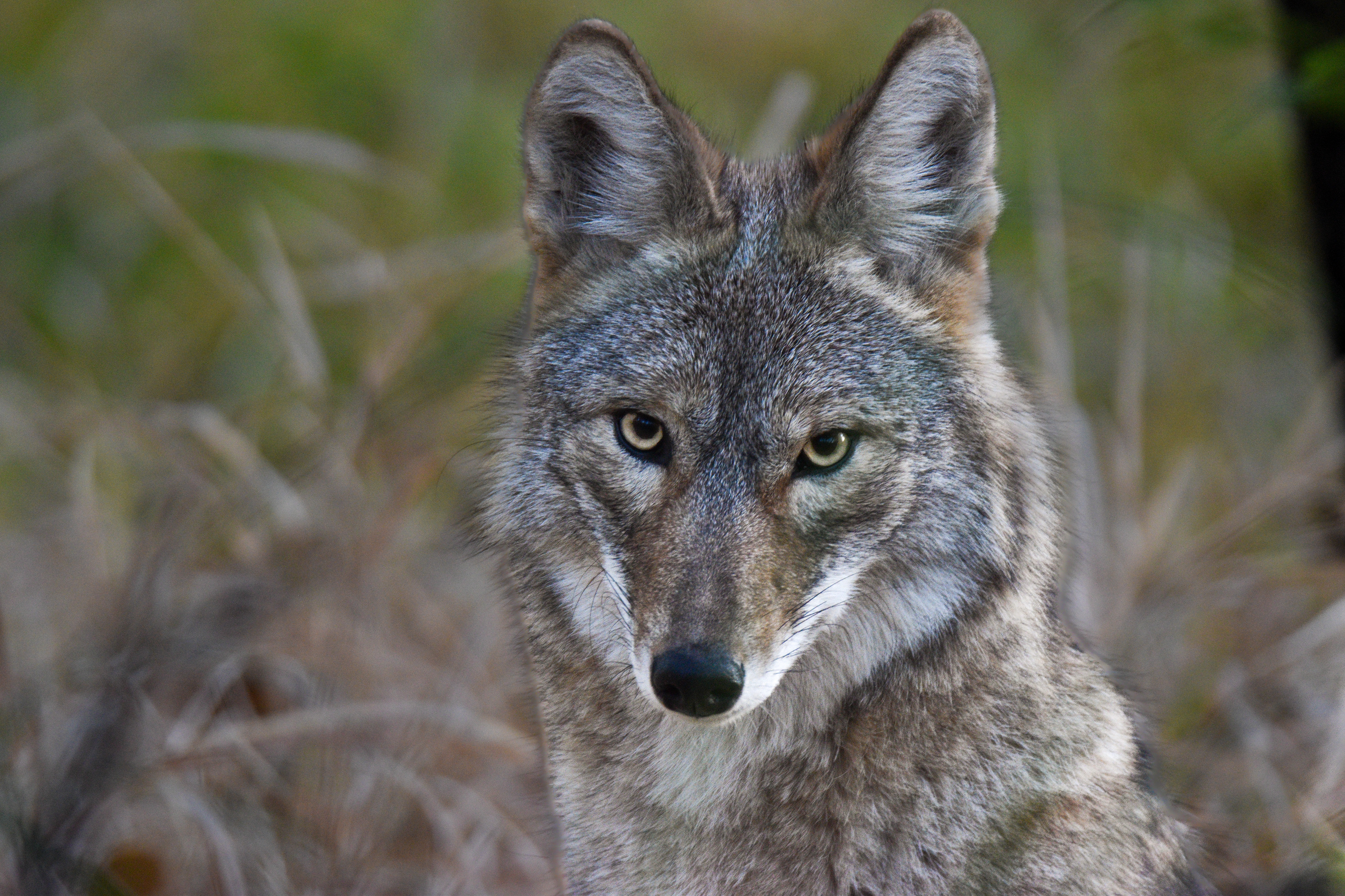 Coyote 1