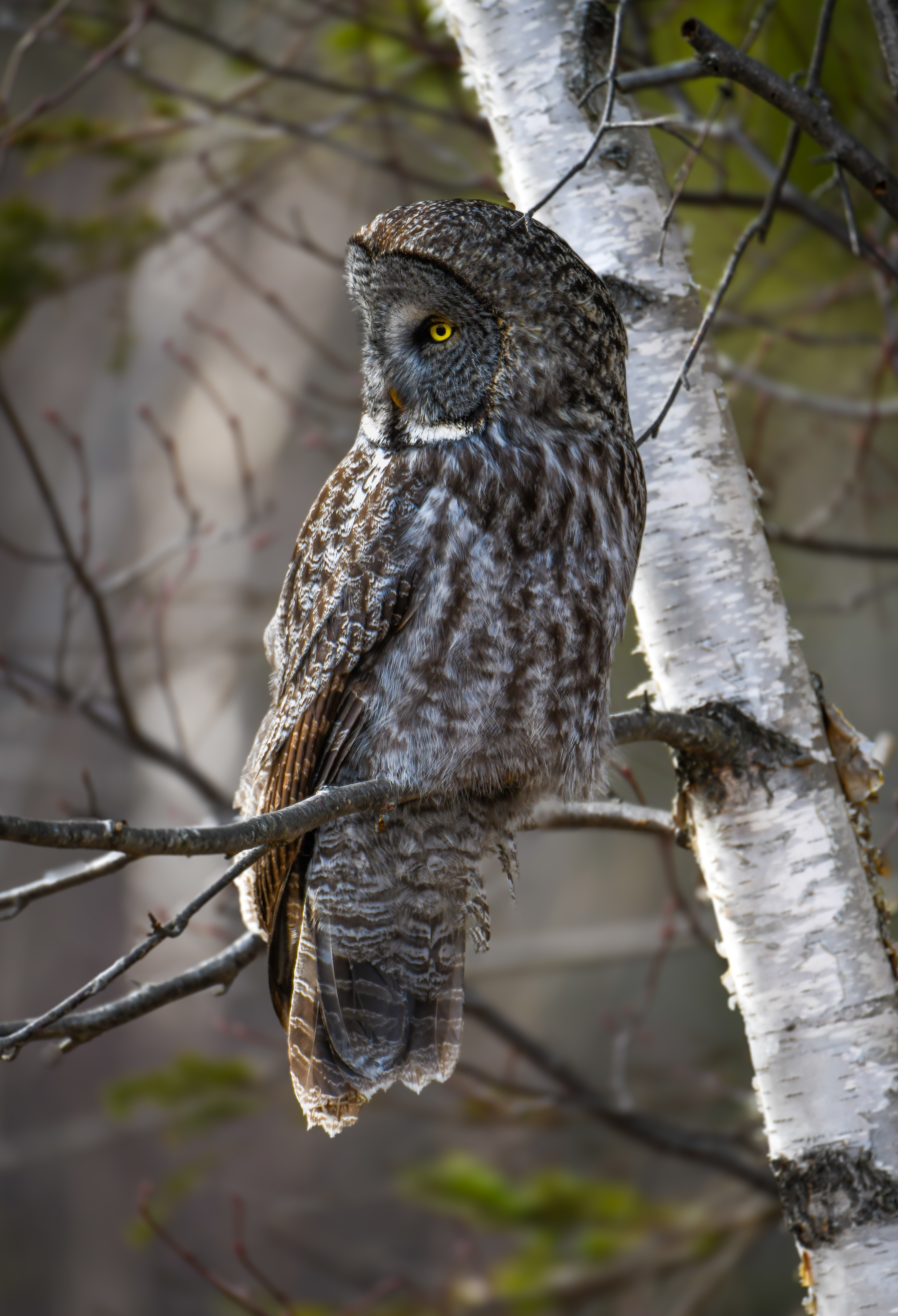 Great Grey 9