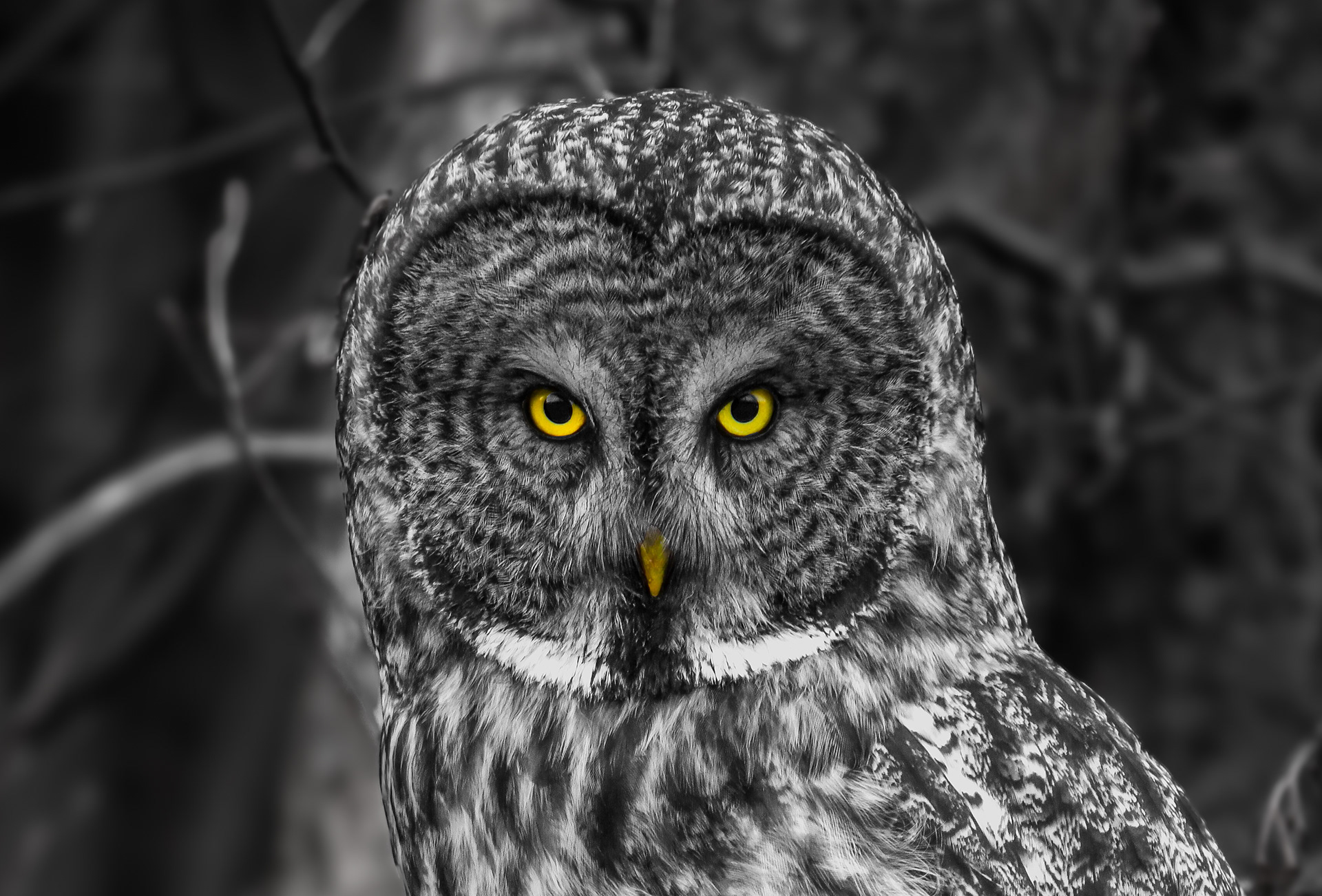 Great grey 1