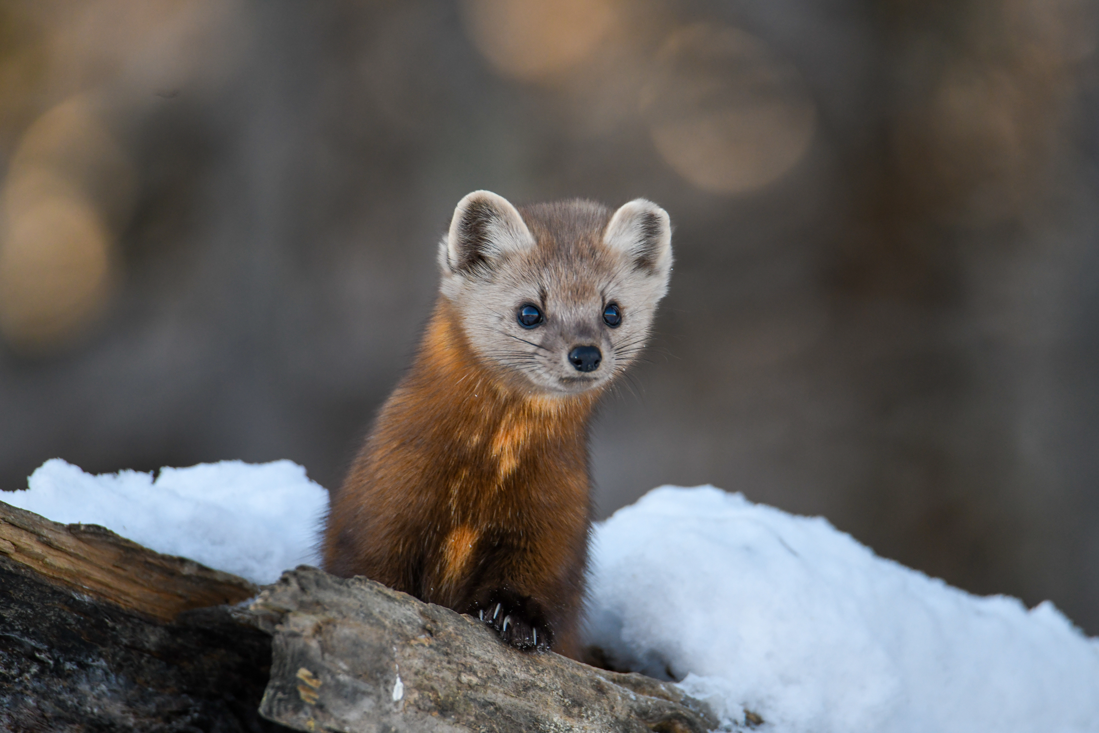 Pine Marten 12