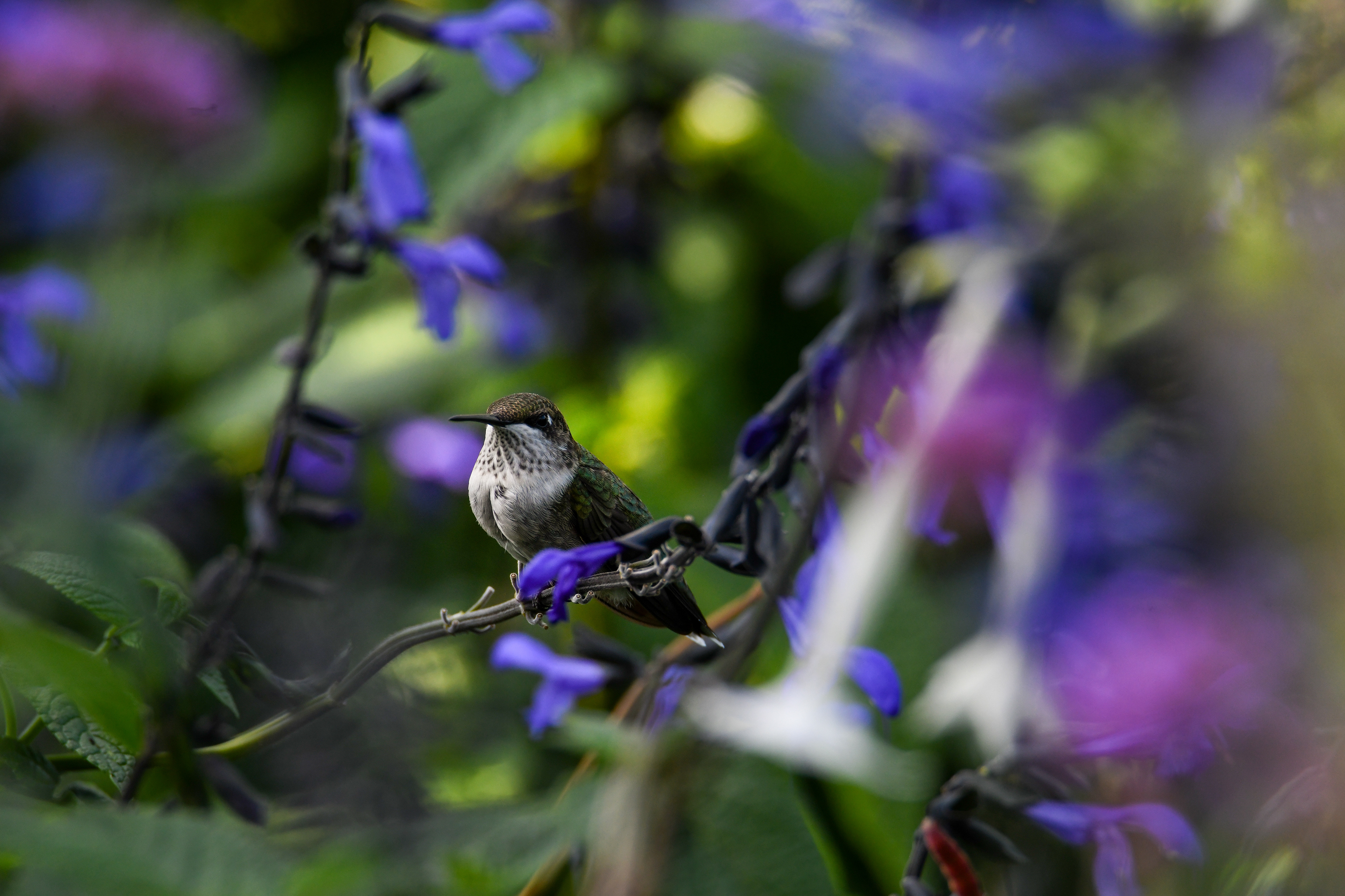 Hummingbird 23