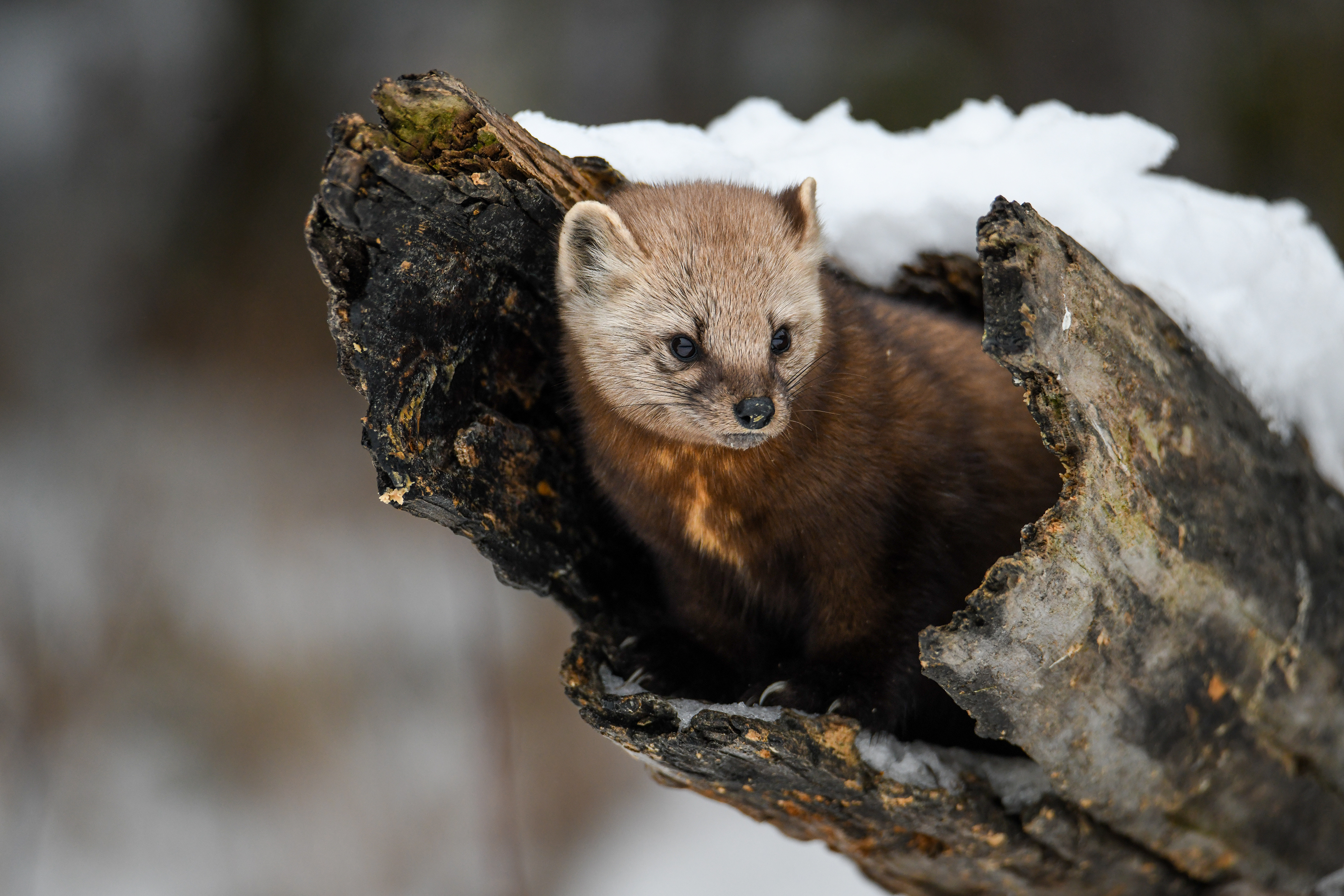 Pine Marten 26
