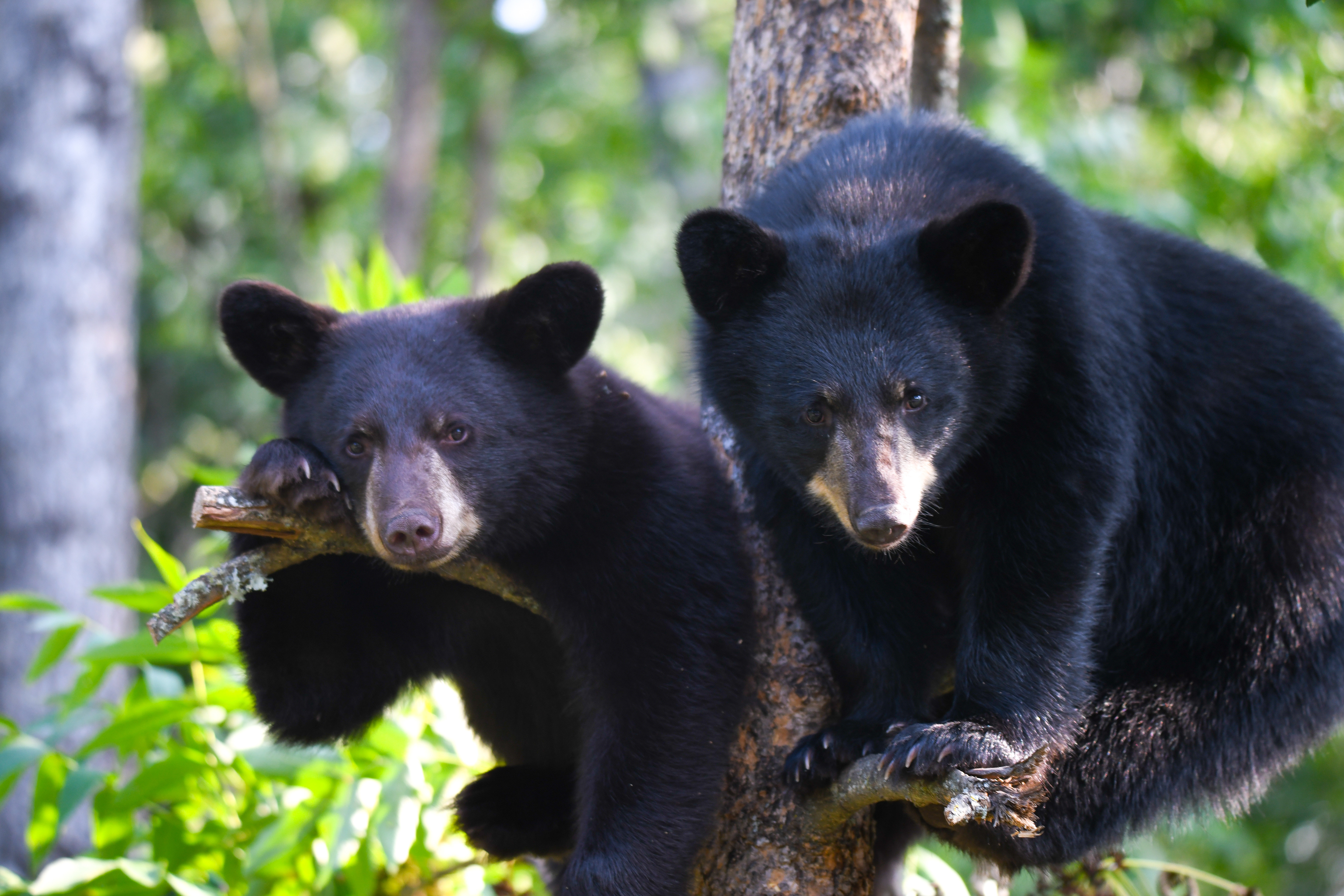 Cub 8