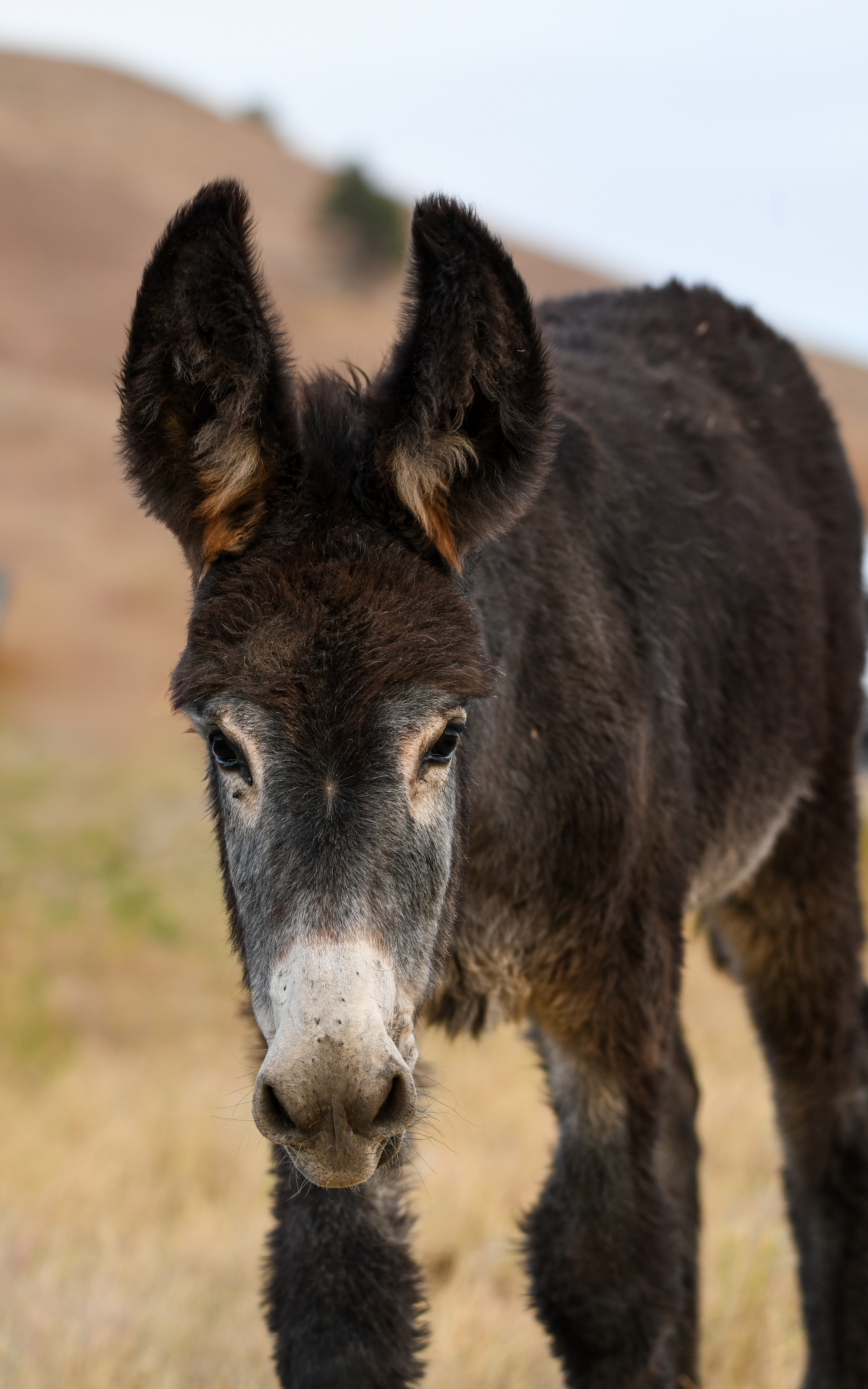 Burro 7
