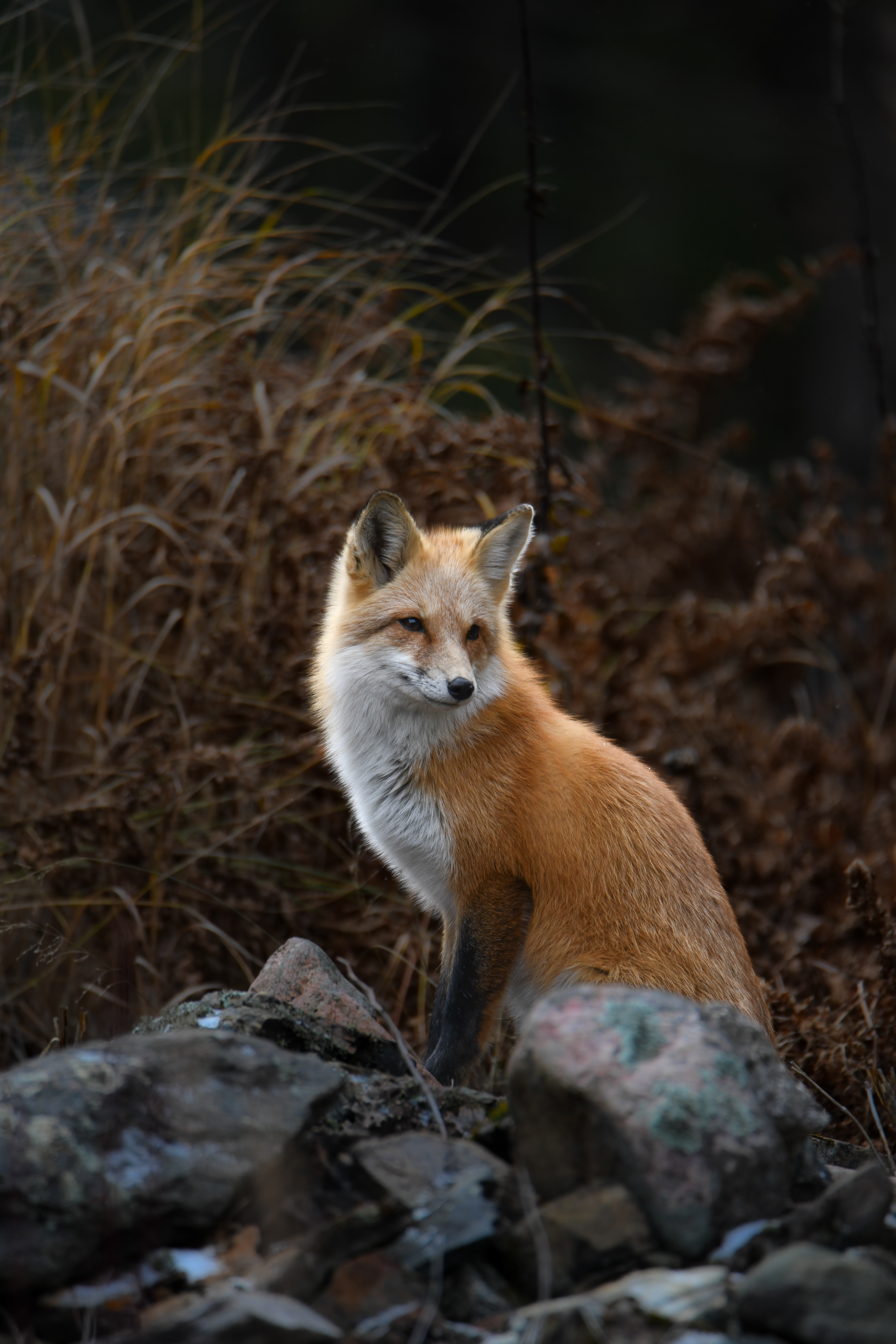 Fox Portrait