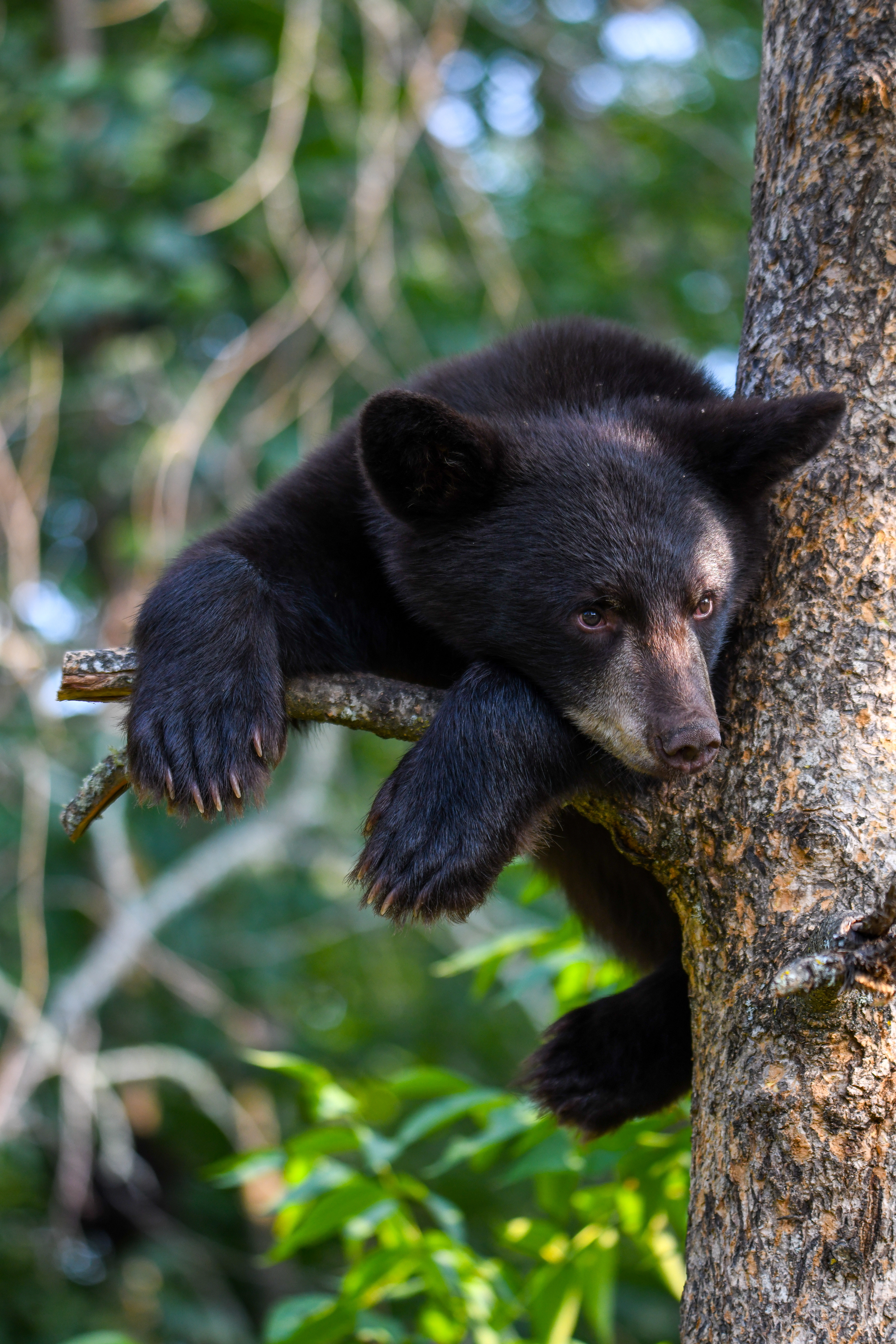 Cub 23