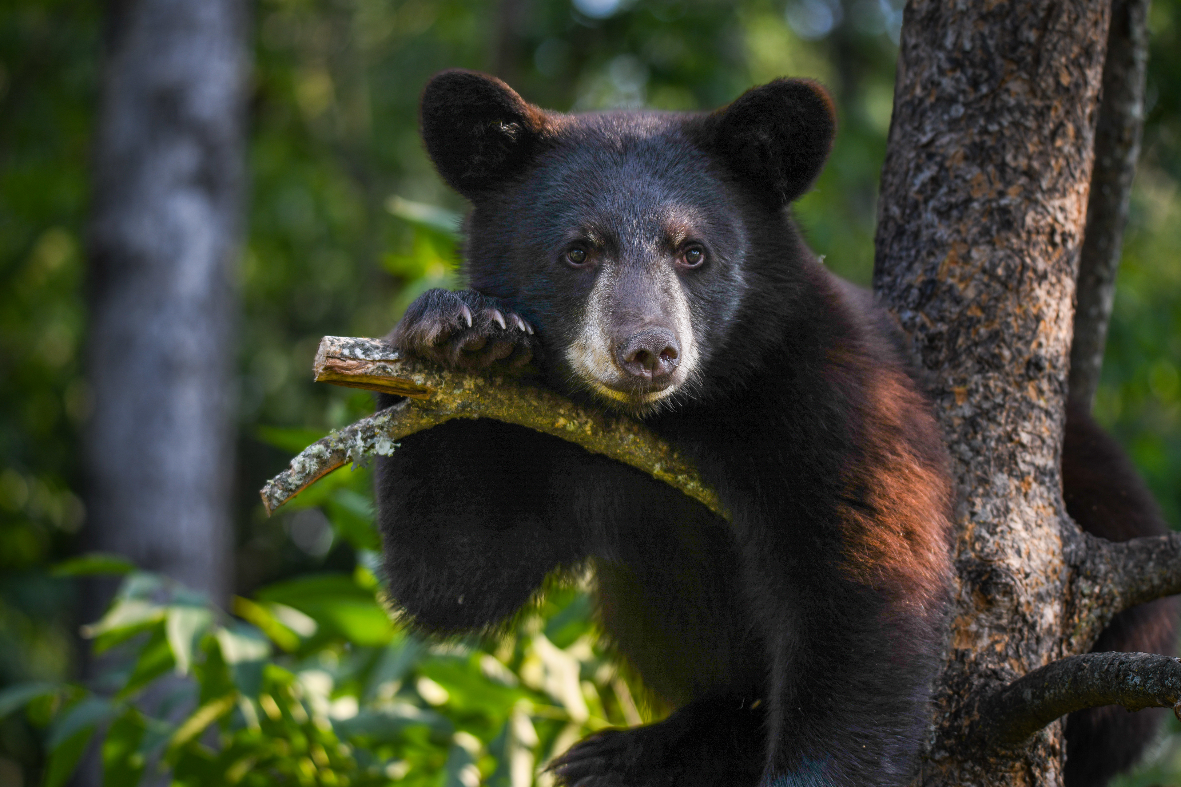 Cub 15