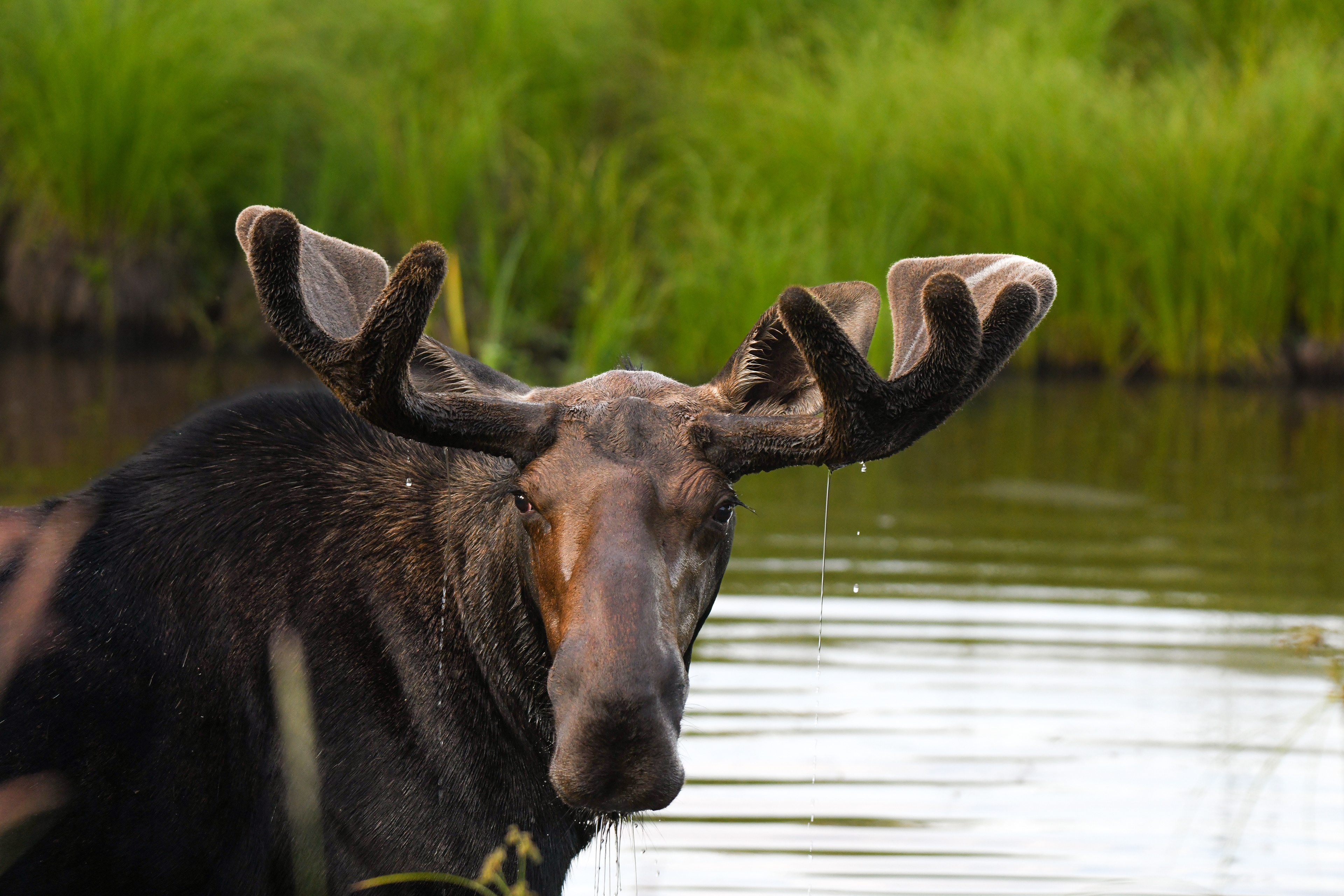 Moose 5