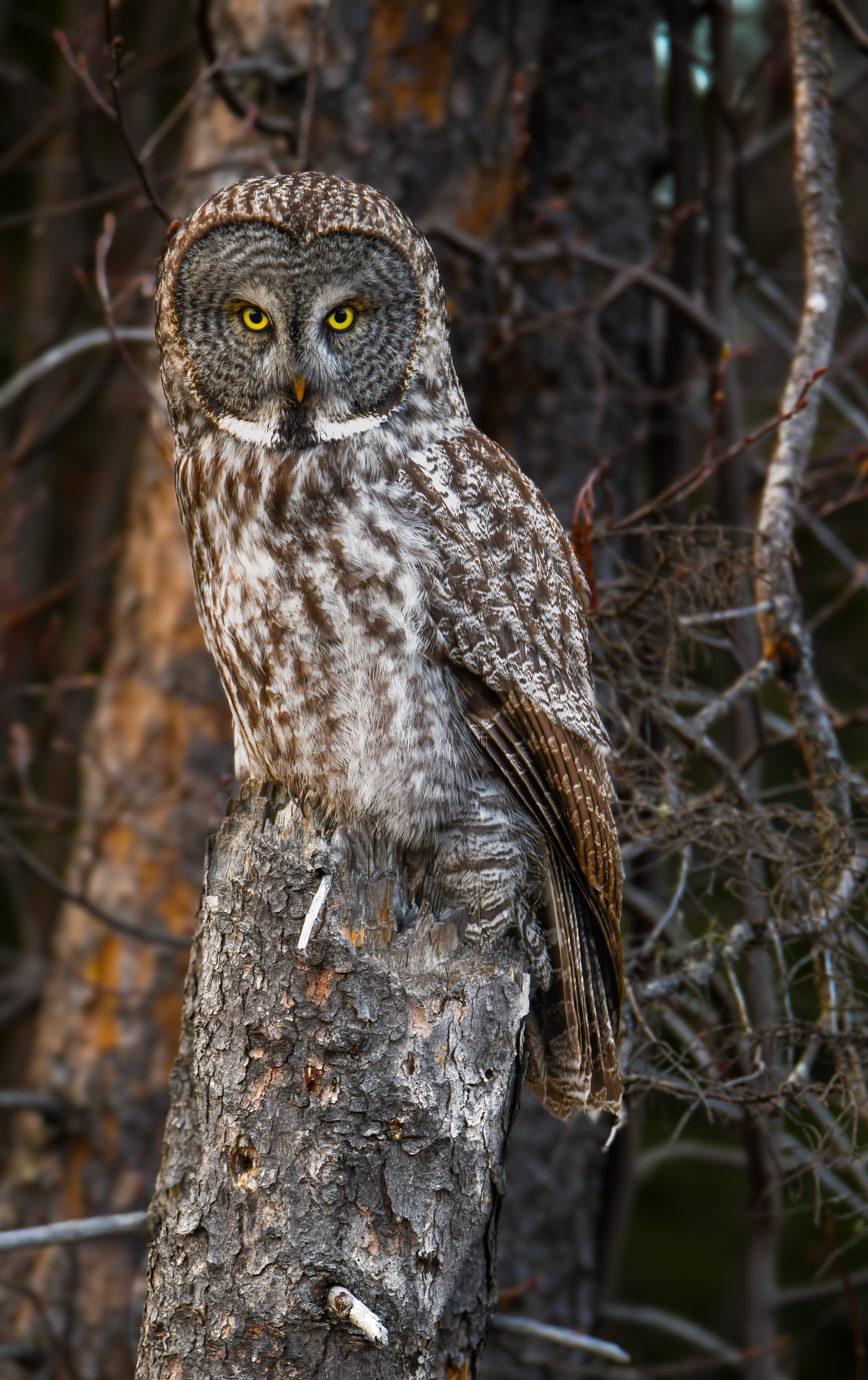 Great grey 2