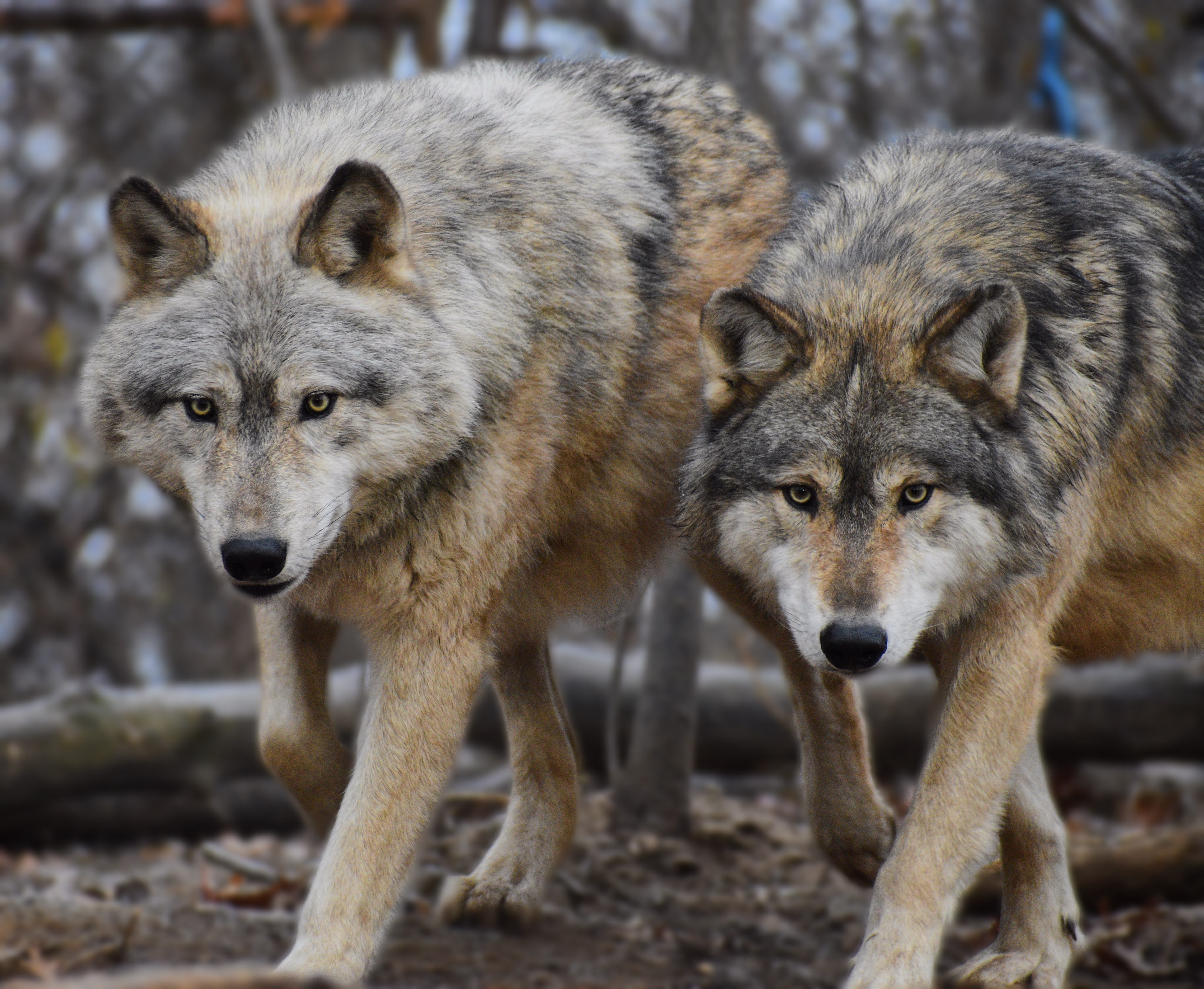 Wolf 7