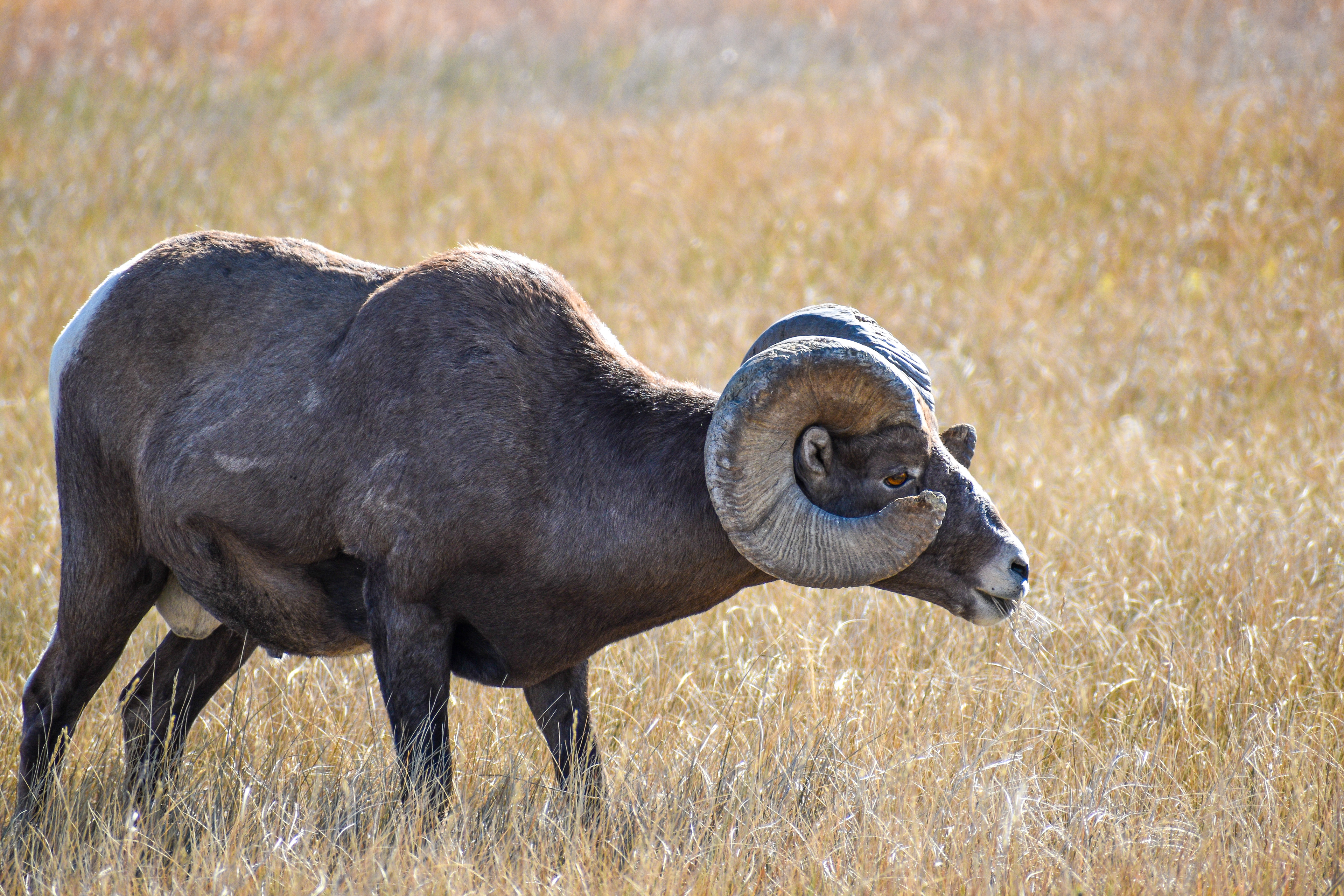 Big Horn