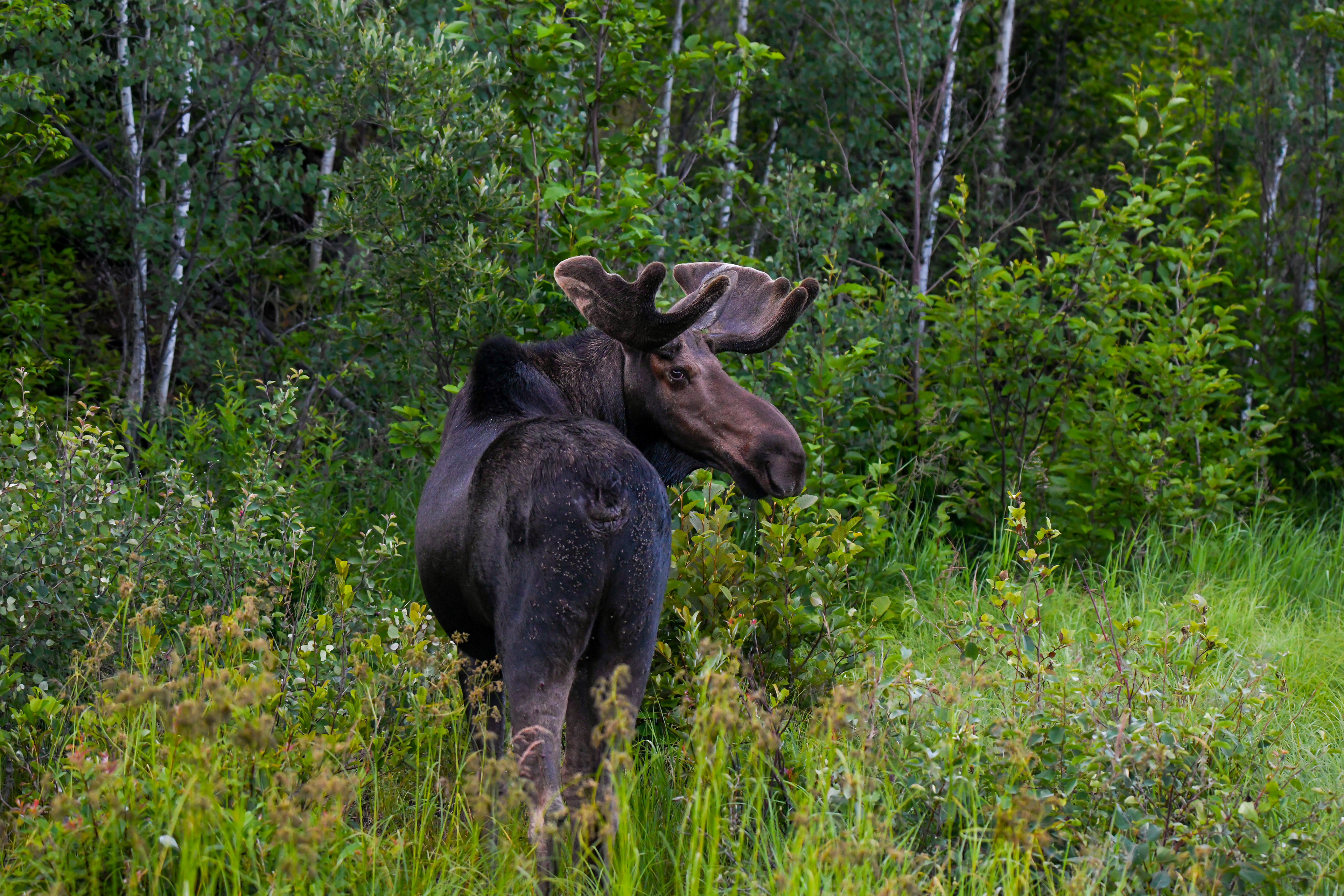 Moose 9