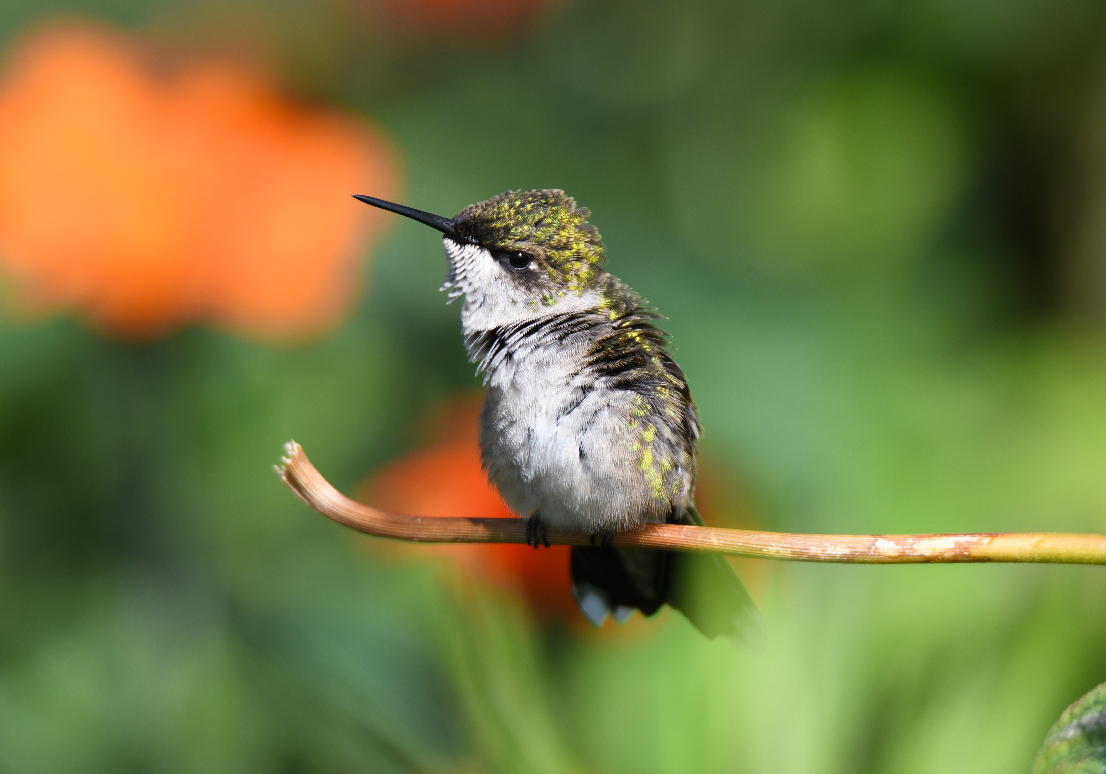 Hummingbird 15