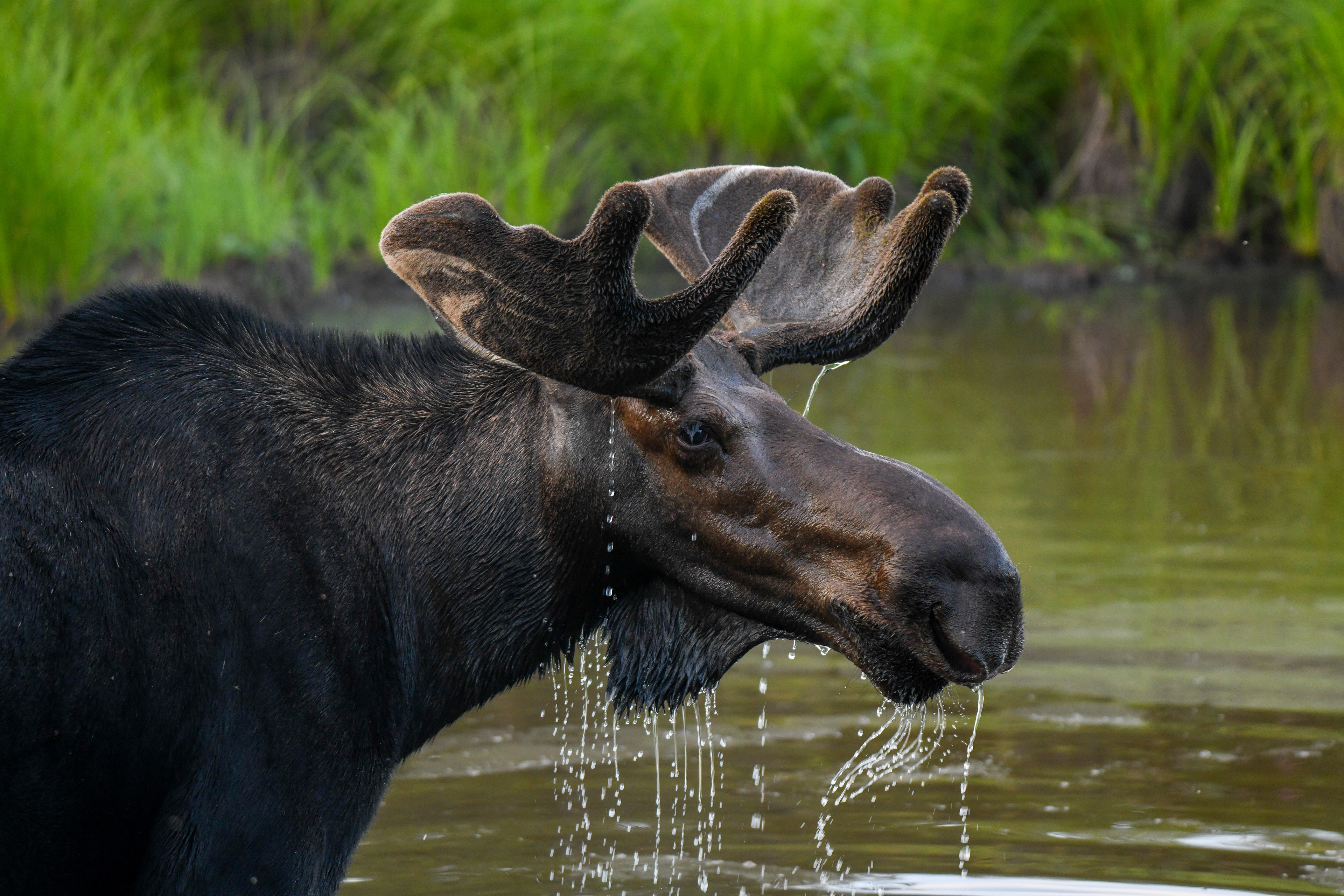 Bull Moose Bathing