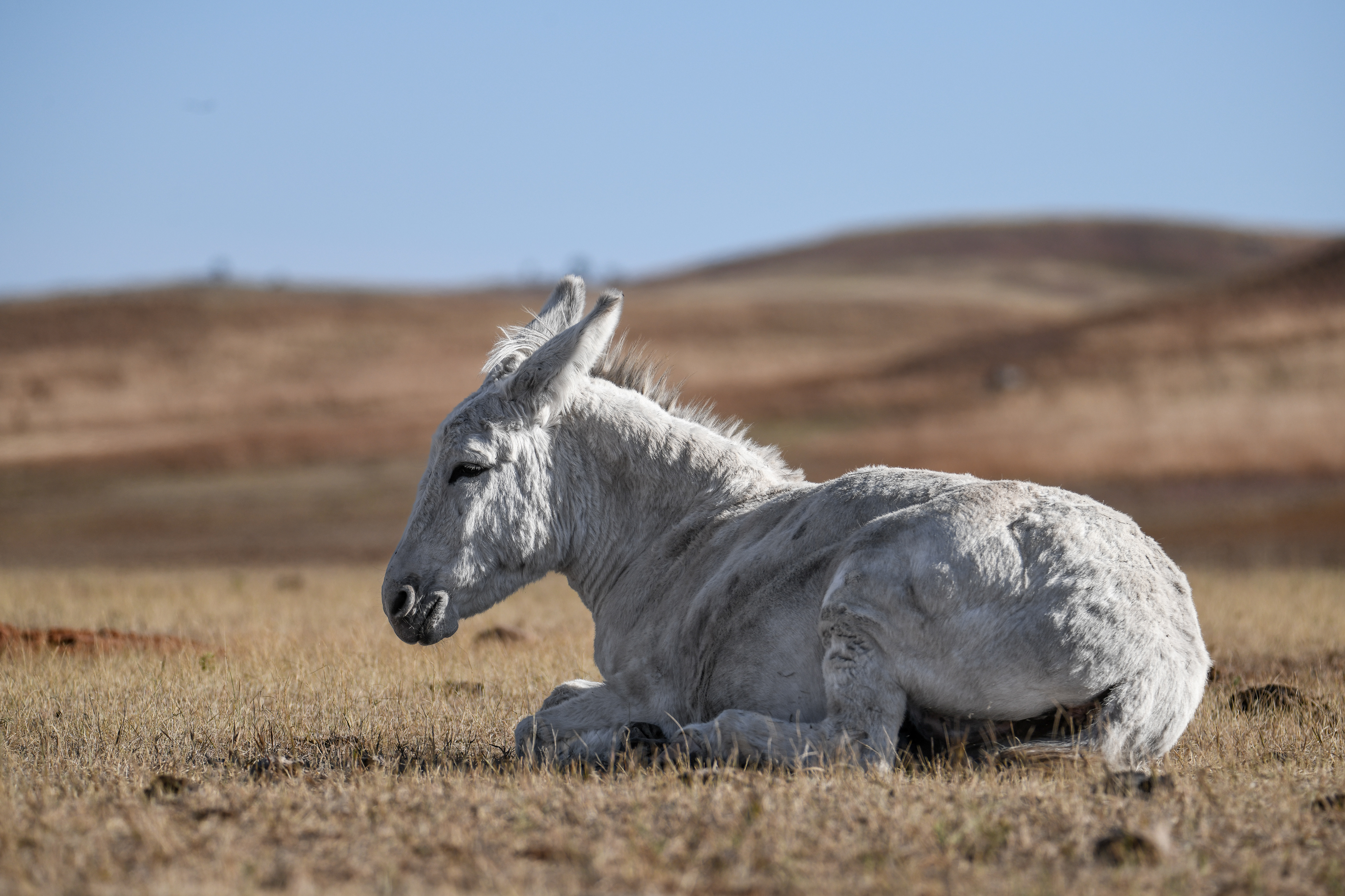 Burro 17