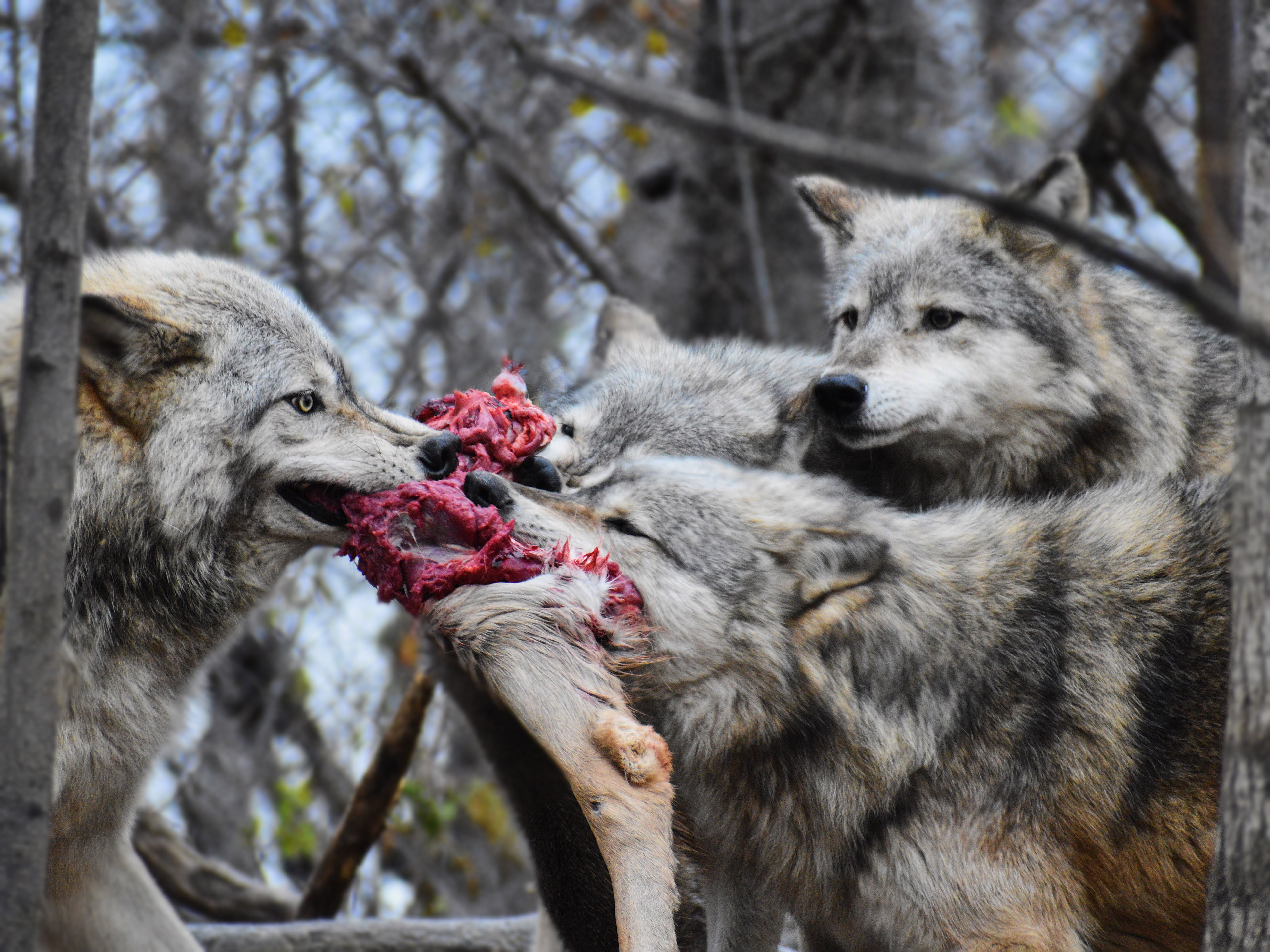 Wolf 9