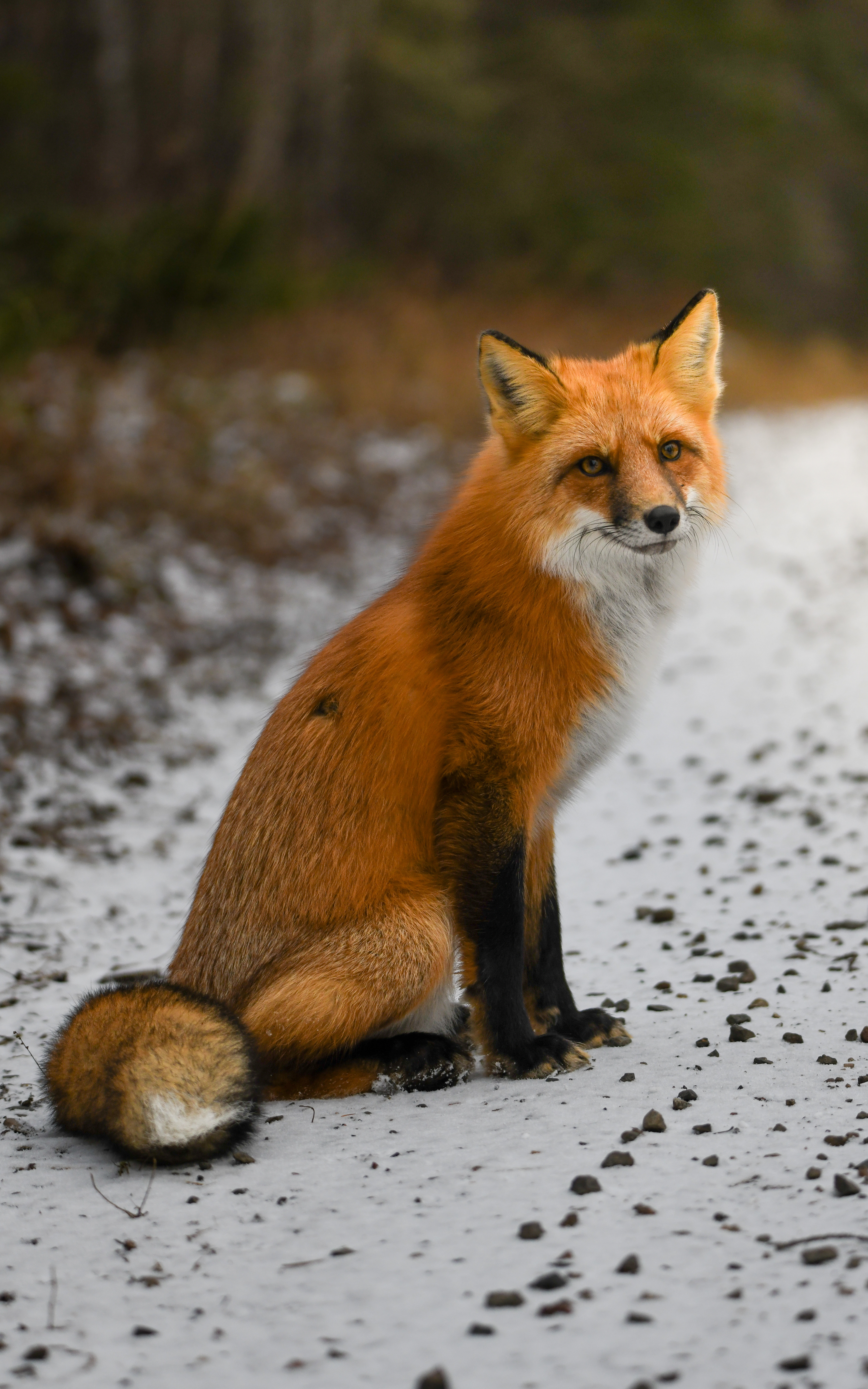 Fox 40