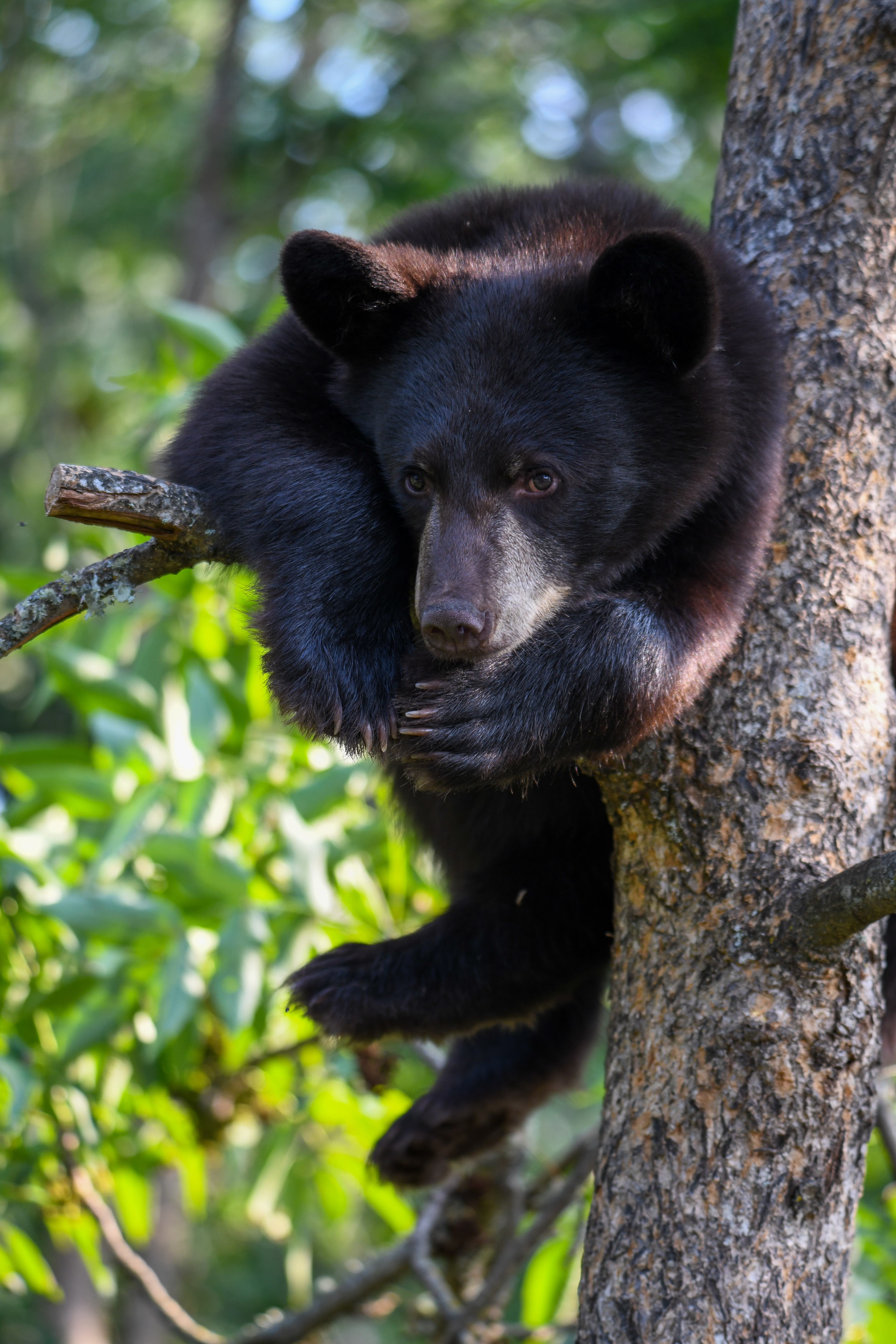 Cub 19