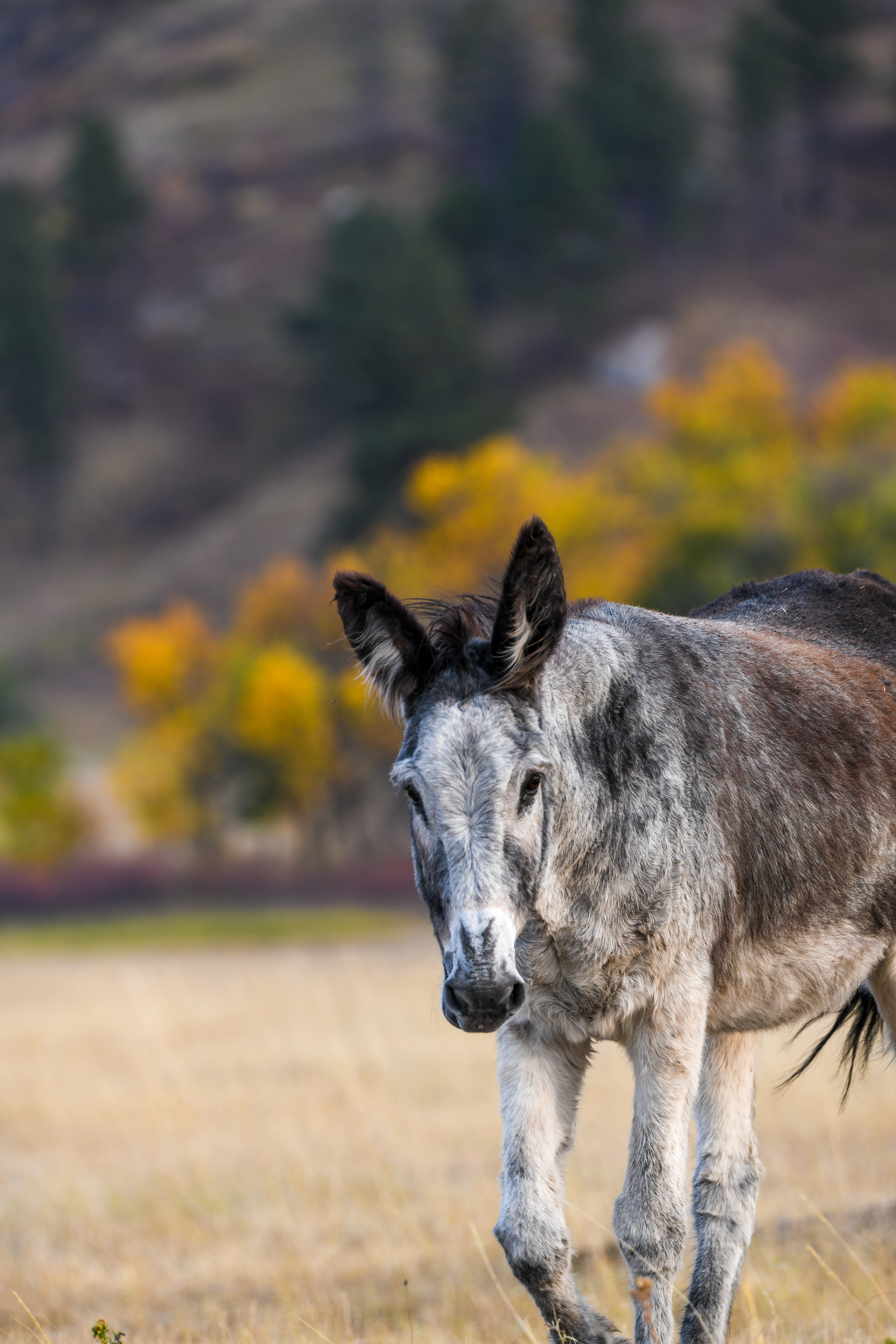 Burro 3