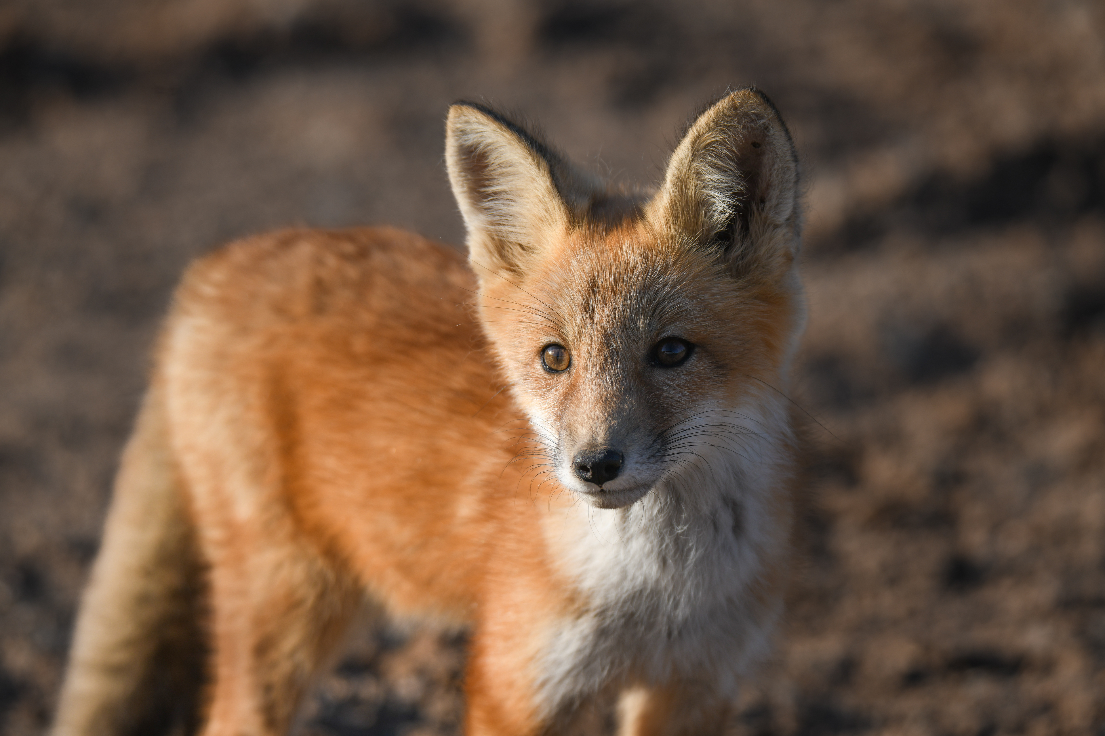 Fox kit 3