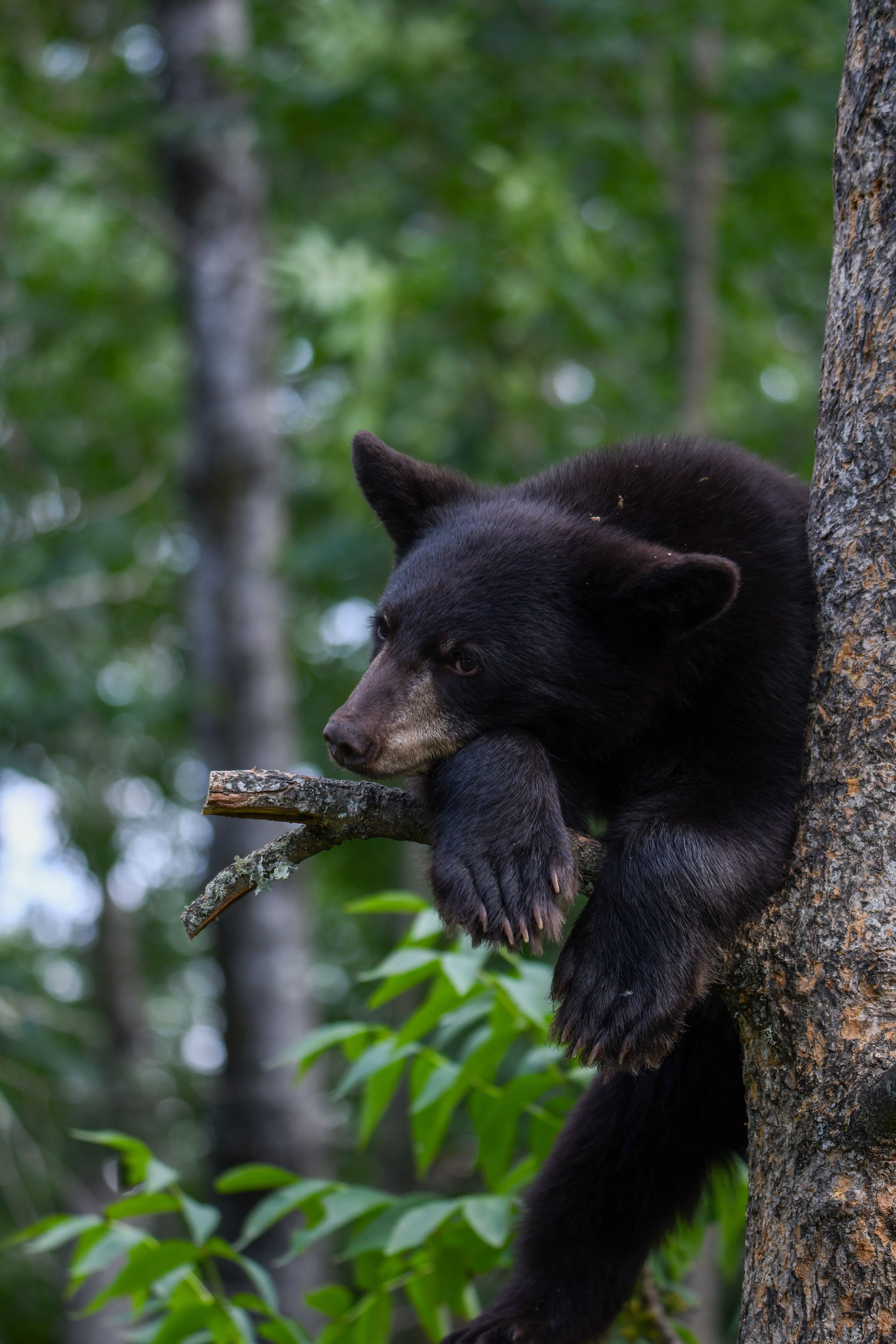 Cub 5