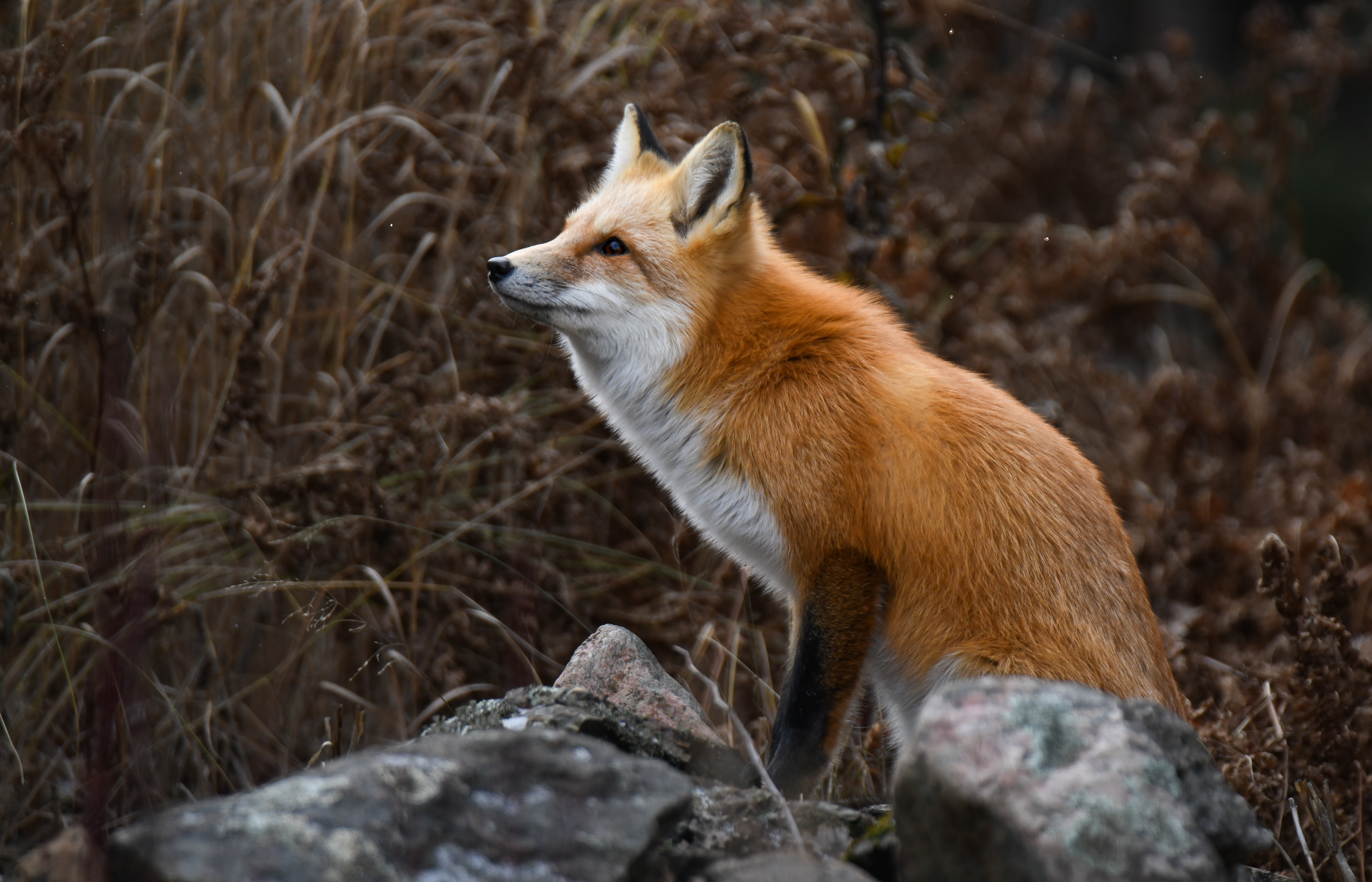 Fox in Snowfall
