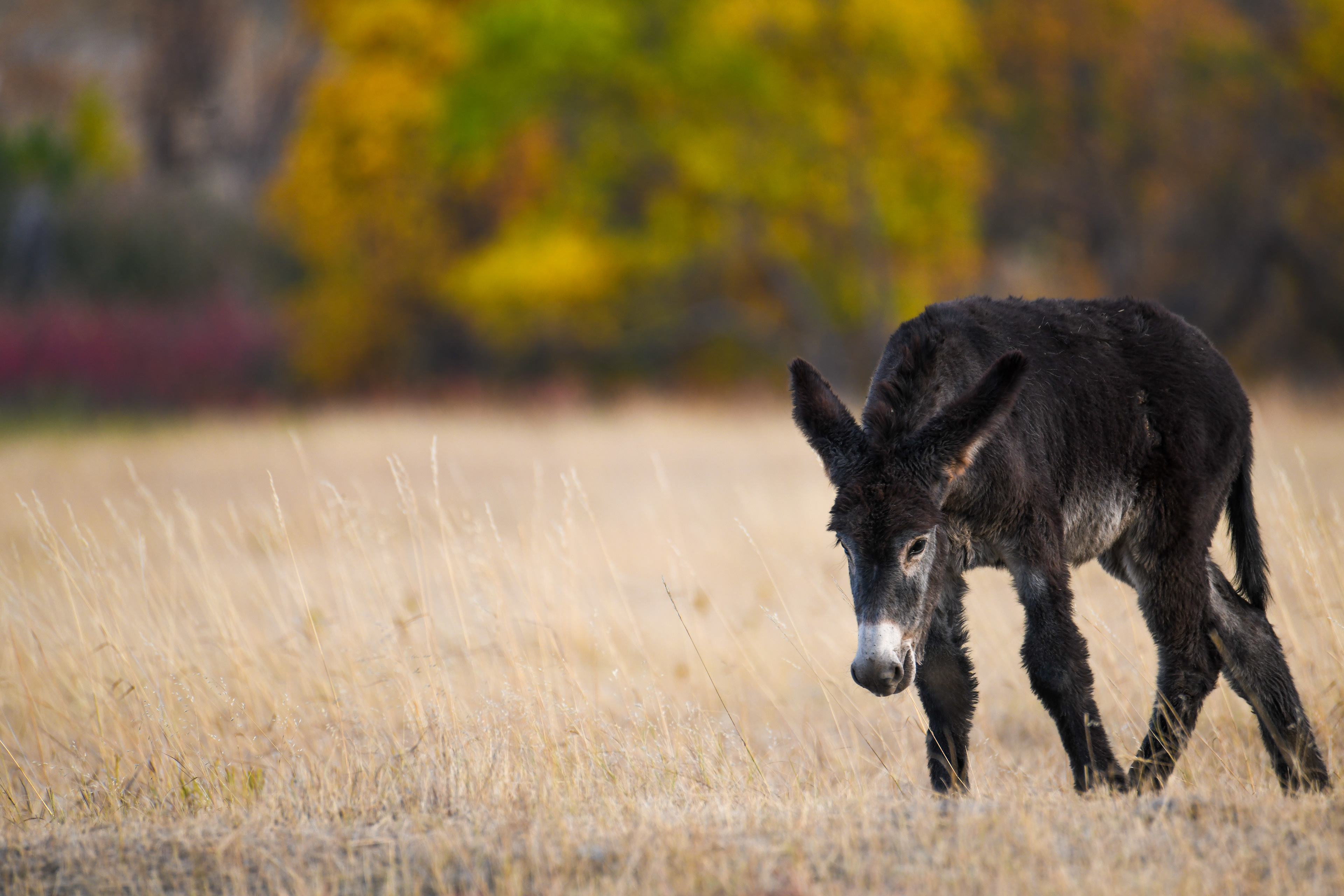 Burro 5