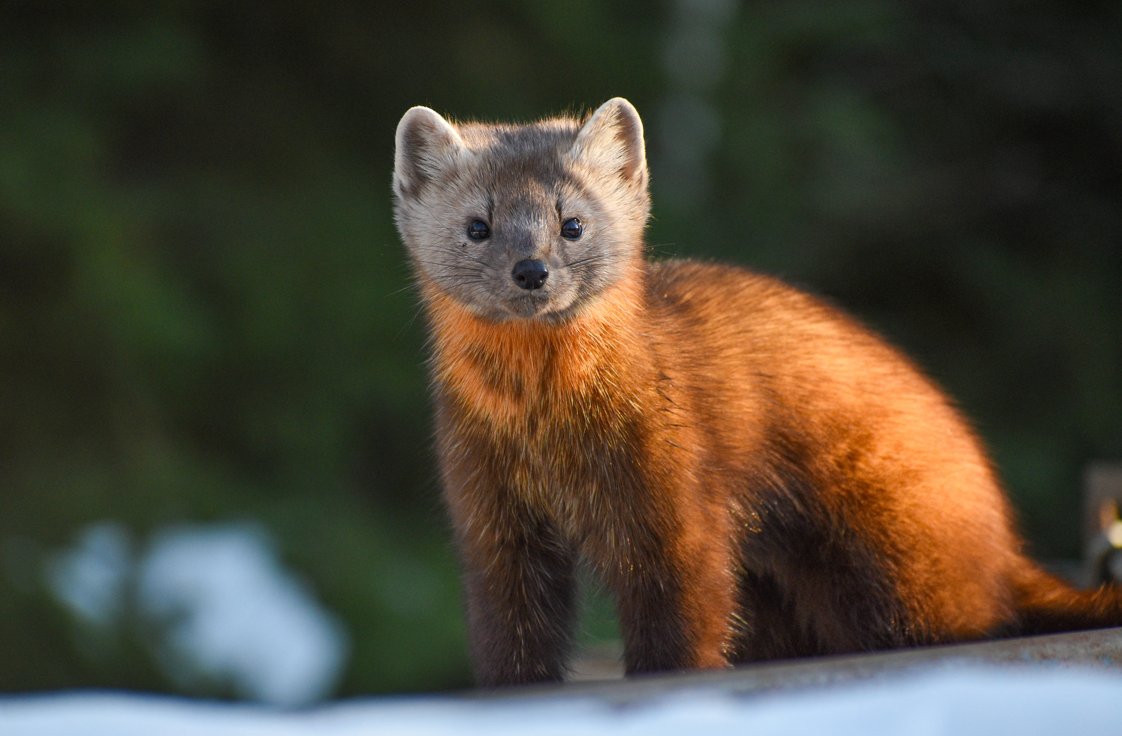 Pine Marten 4