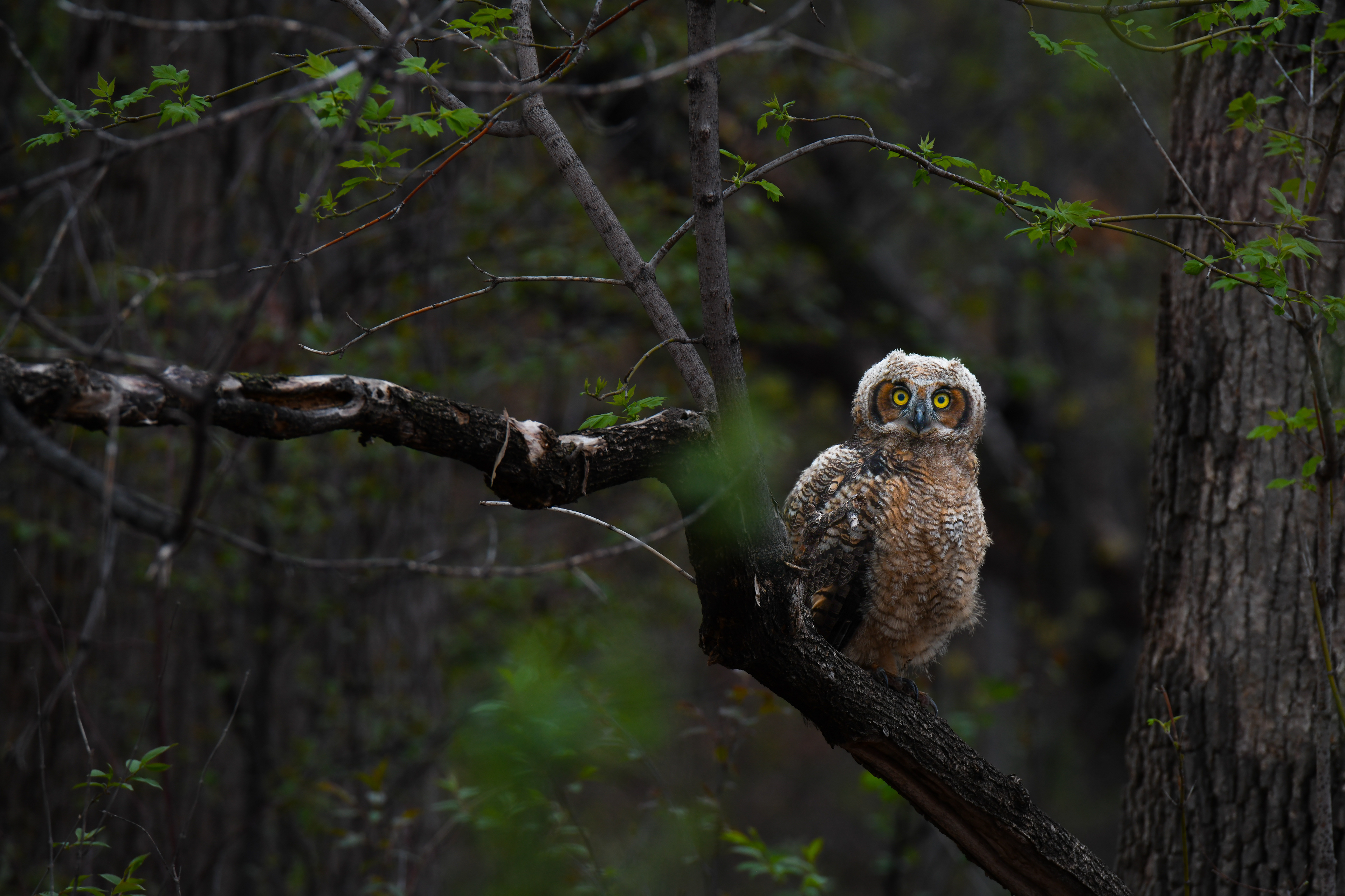 Great Horned owlet 2