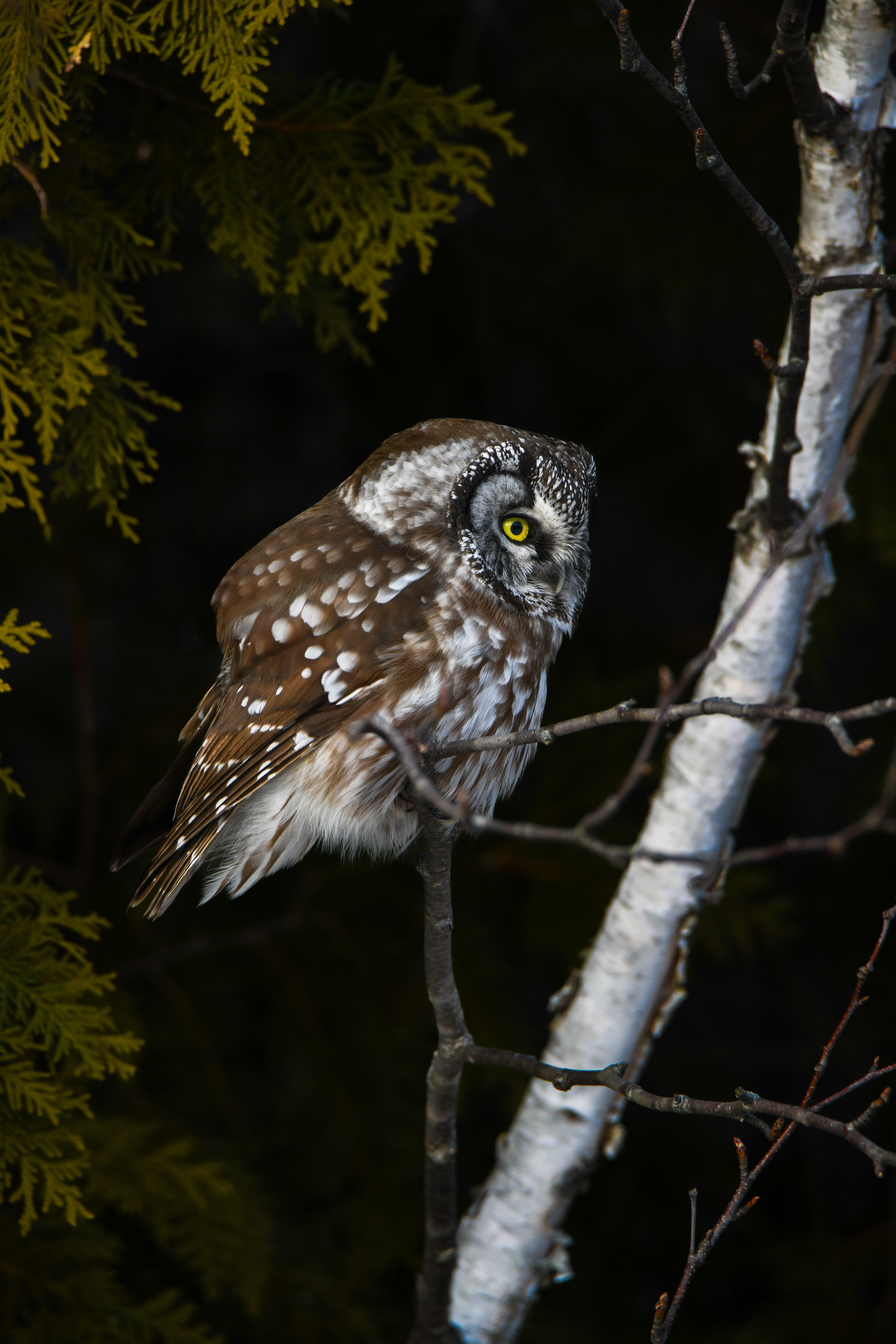 Boreal 6
